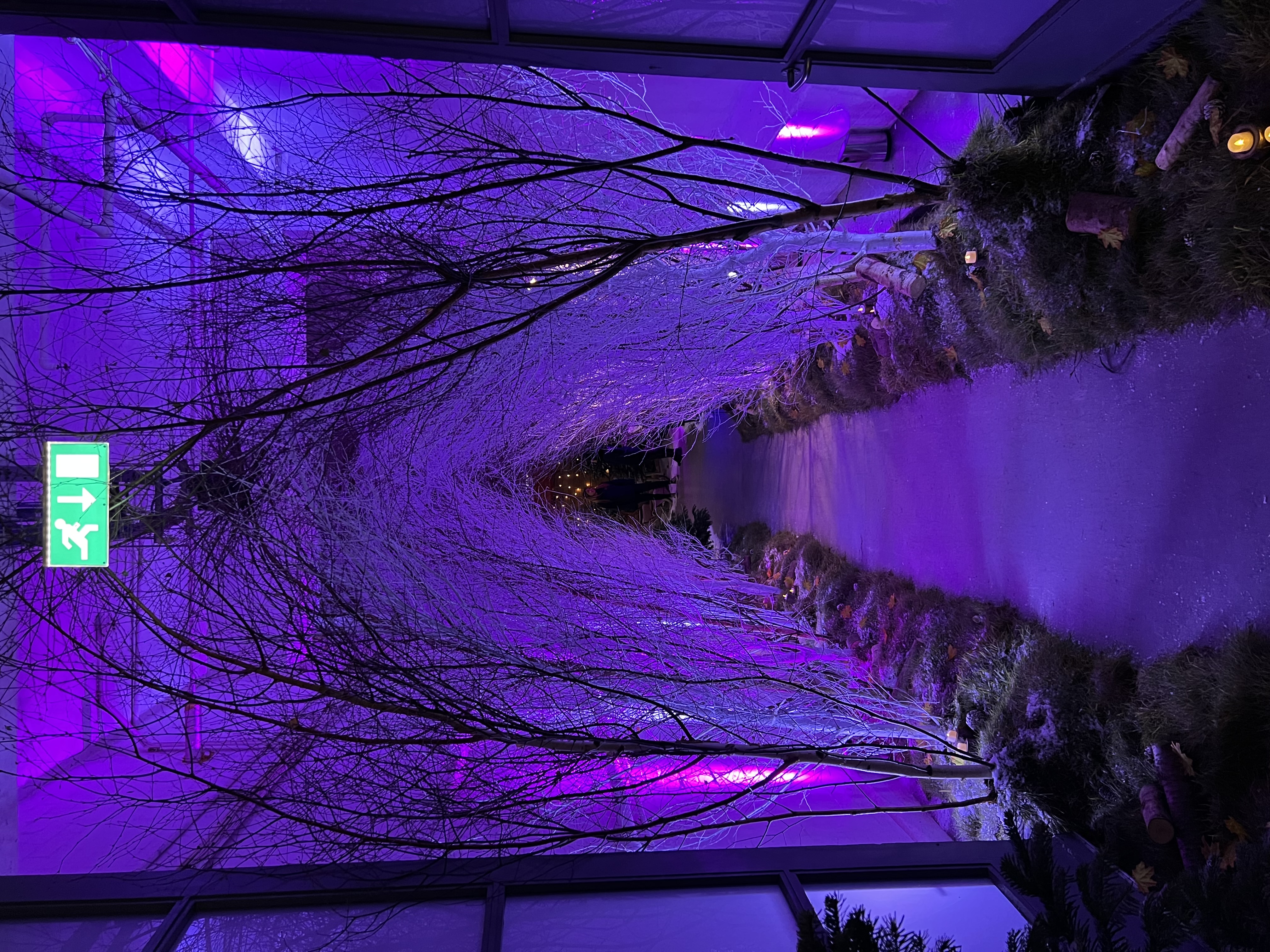 Enchanting event entrance with illuminated branches at The Vinyl Factory Soho.