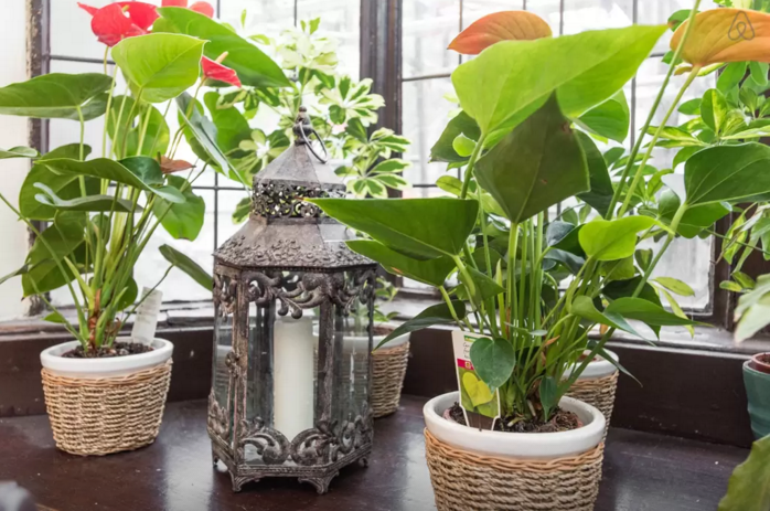 Lush lounge bar in India with ornate lantern, perfect for intimate gatherings and networking.