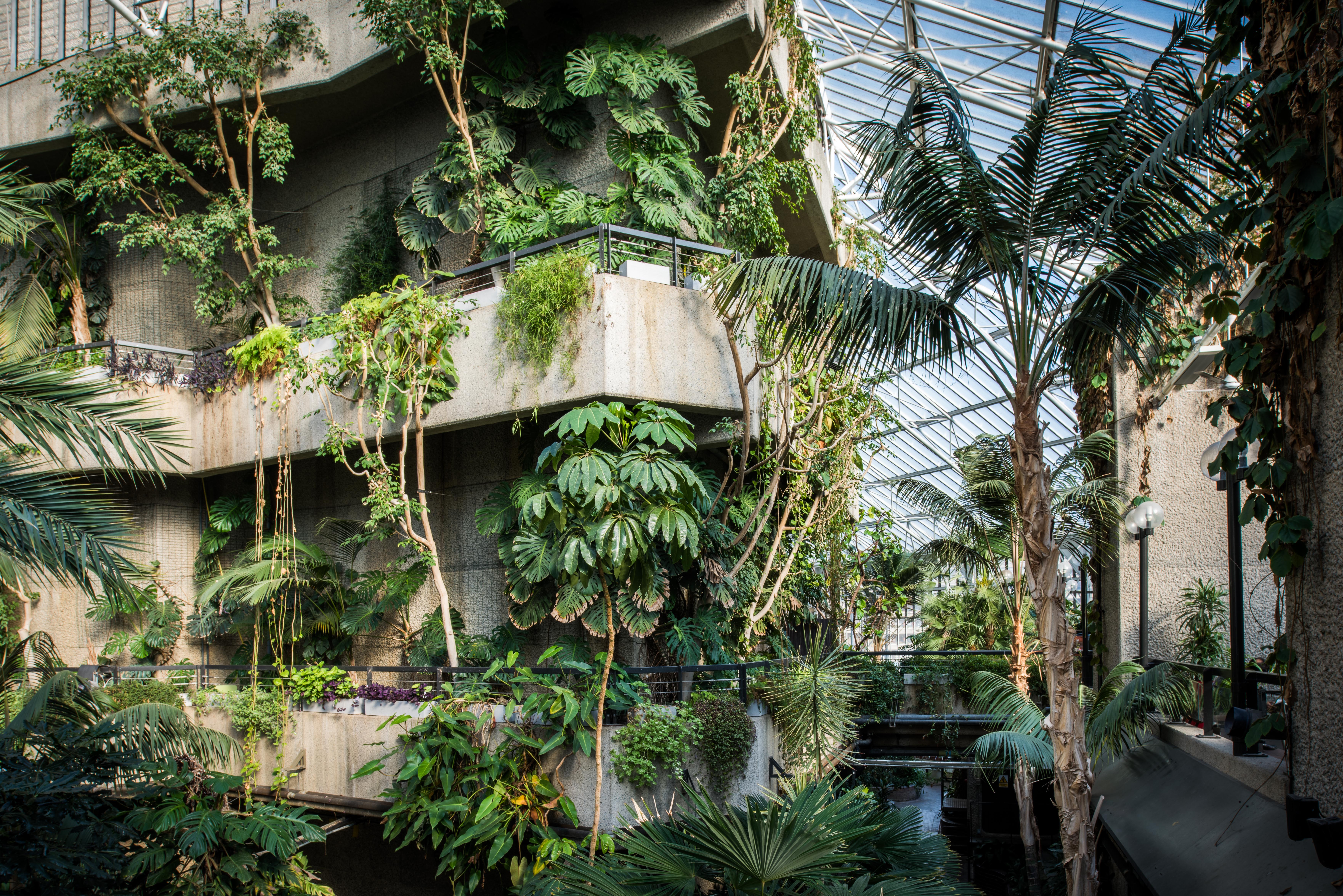 Lush indoor tropical plants at Barbican Centre's Conservatory for events and workshops.