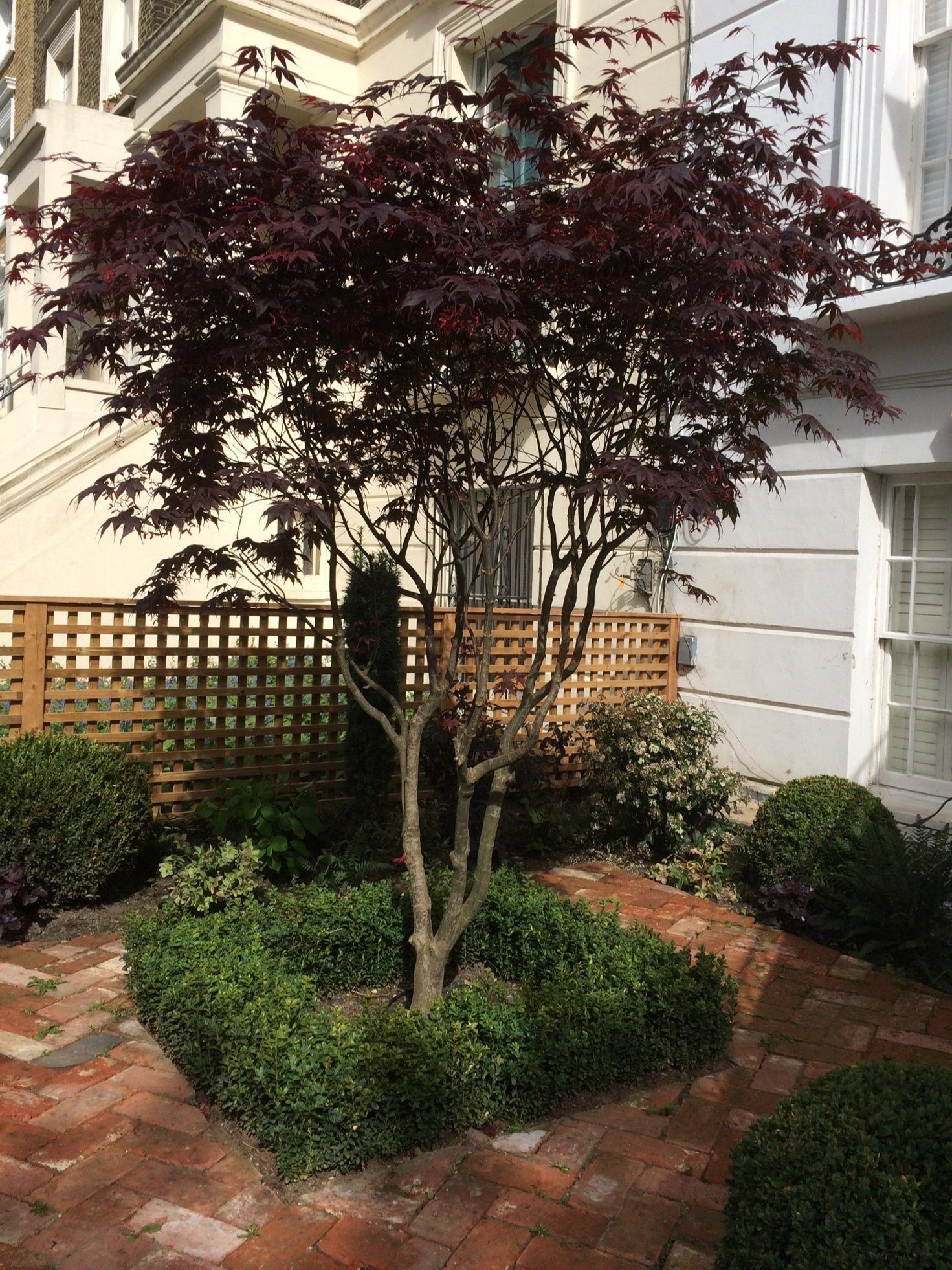 North London gardening ideas blog ...