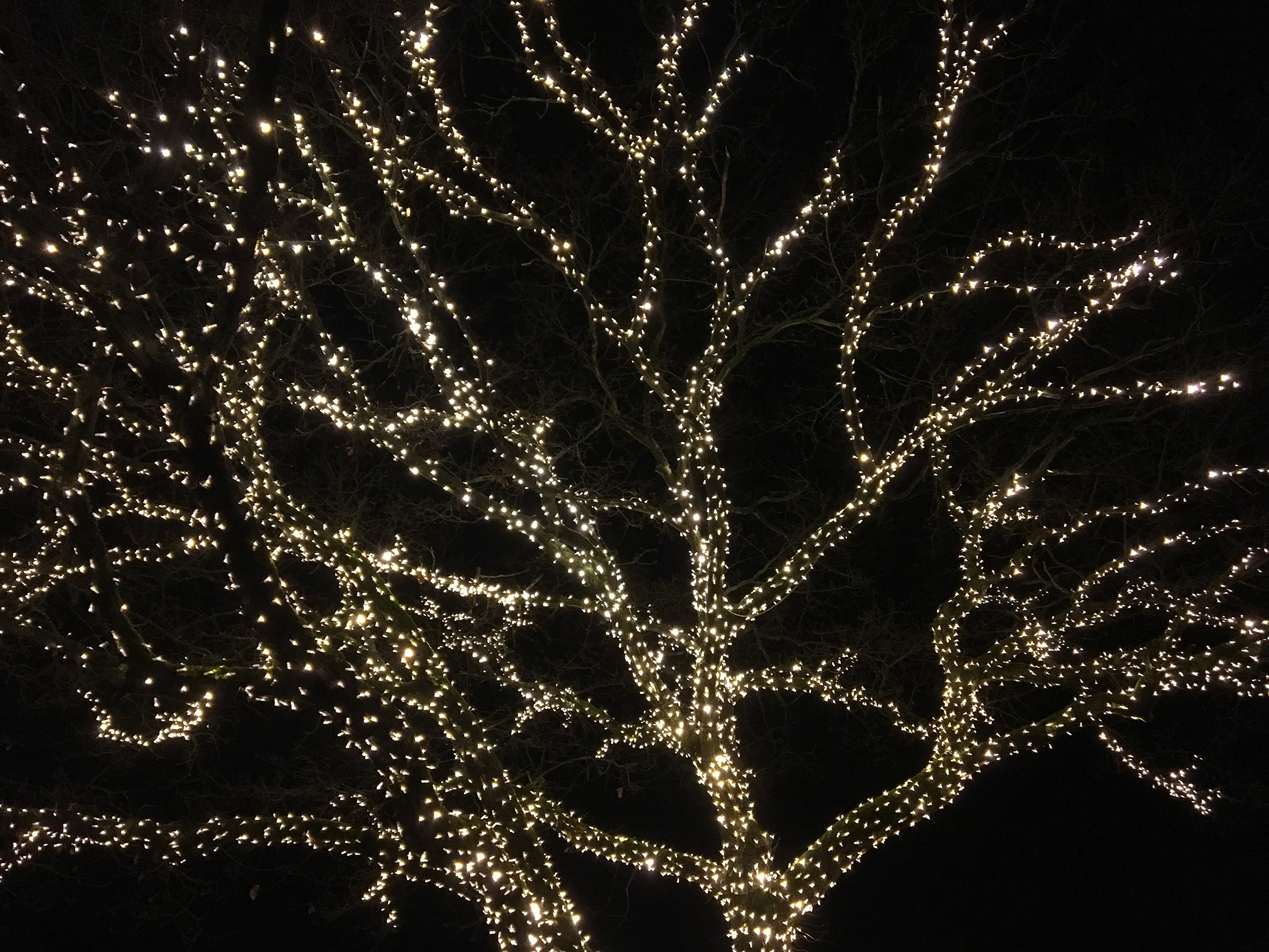 "Twinkling tree at Watts Gallery, ideal for outdoor gatherings and holiday events."