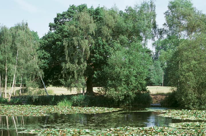 Serene outdoor meeting space at Stoke Place with lush greenery and tranquil water.
