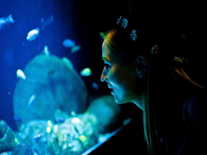 Animal Houses - 88888f13-de3f-4e38-a54f-08a96eafcf6e.jpg