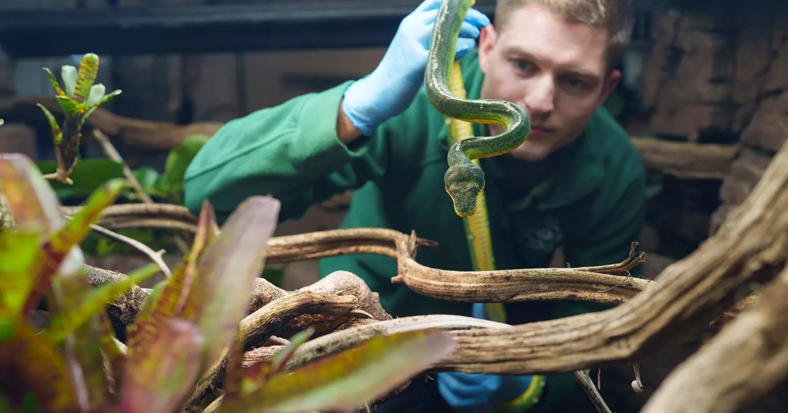 Animal Houses - e94b30ec-1137-46b3-9d49-7c5d31a7f51f.webp