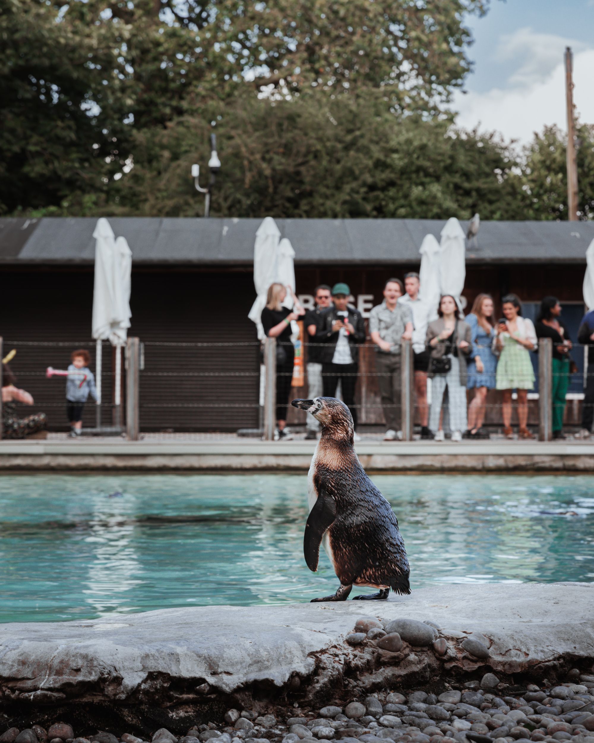 Animal Houses - otaxfukm1bh.jpg