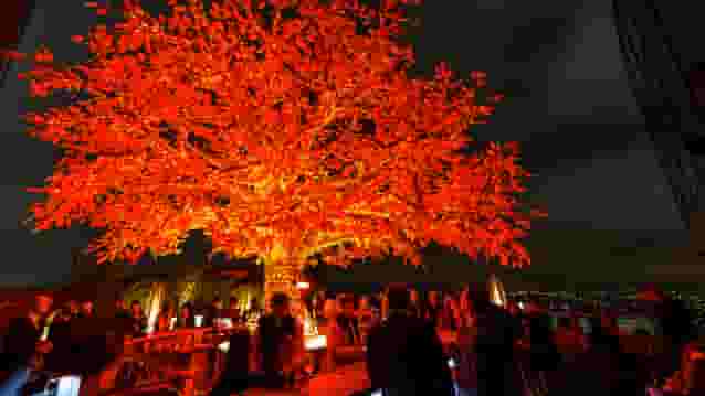 Tree Terrace