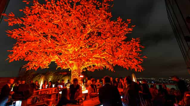 Tree Terrace
