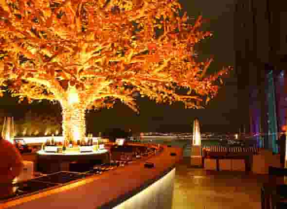Tree Terrace