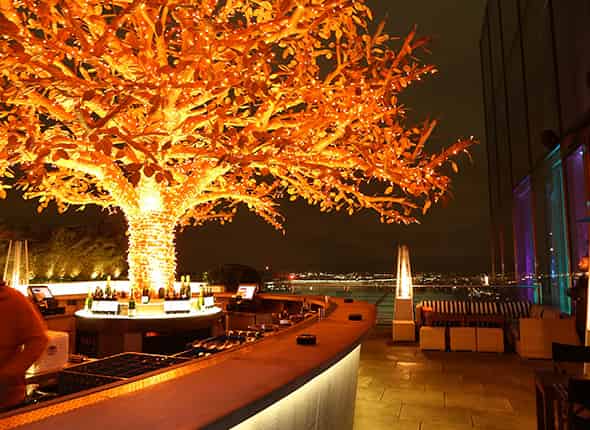 Tree Terrace