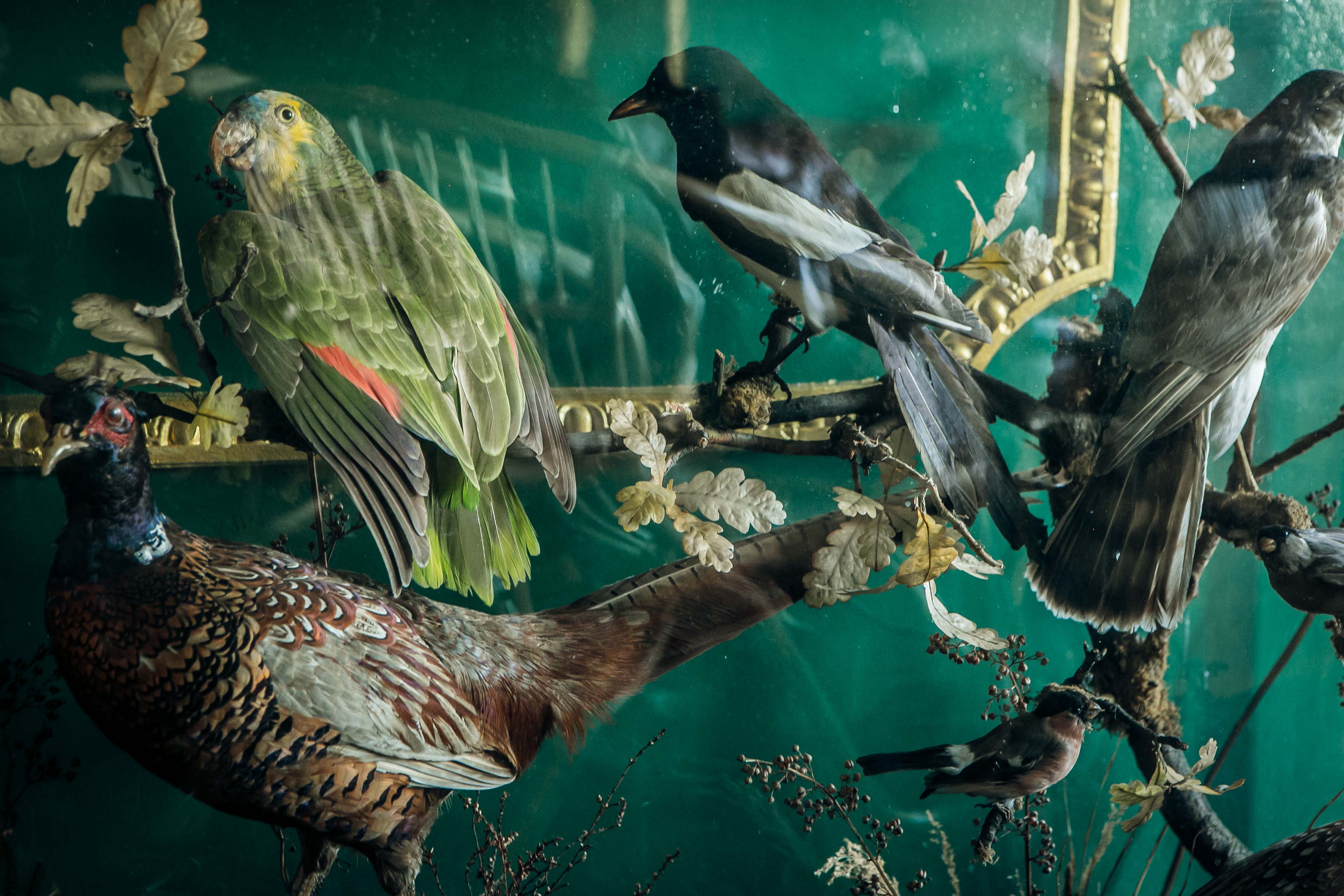 Taxidermied birds in vintage decor at Tequila and Mezcal Parlour, ideal for nature events.