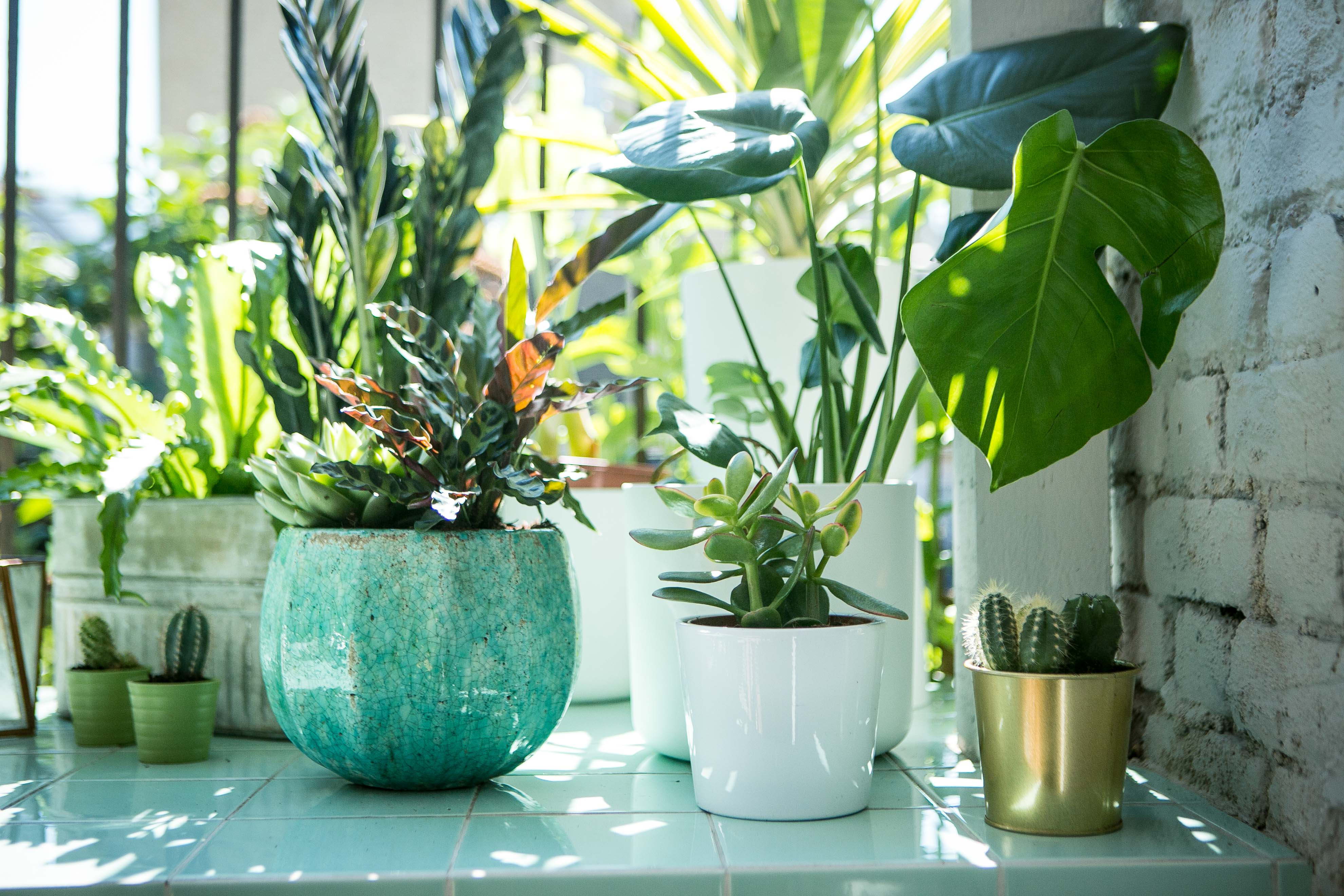 Al Fresco BBQ Garden with lush potted plants for vibrant outdoor events.