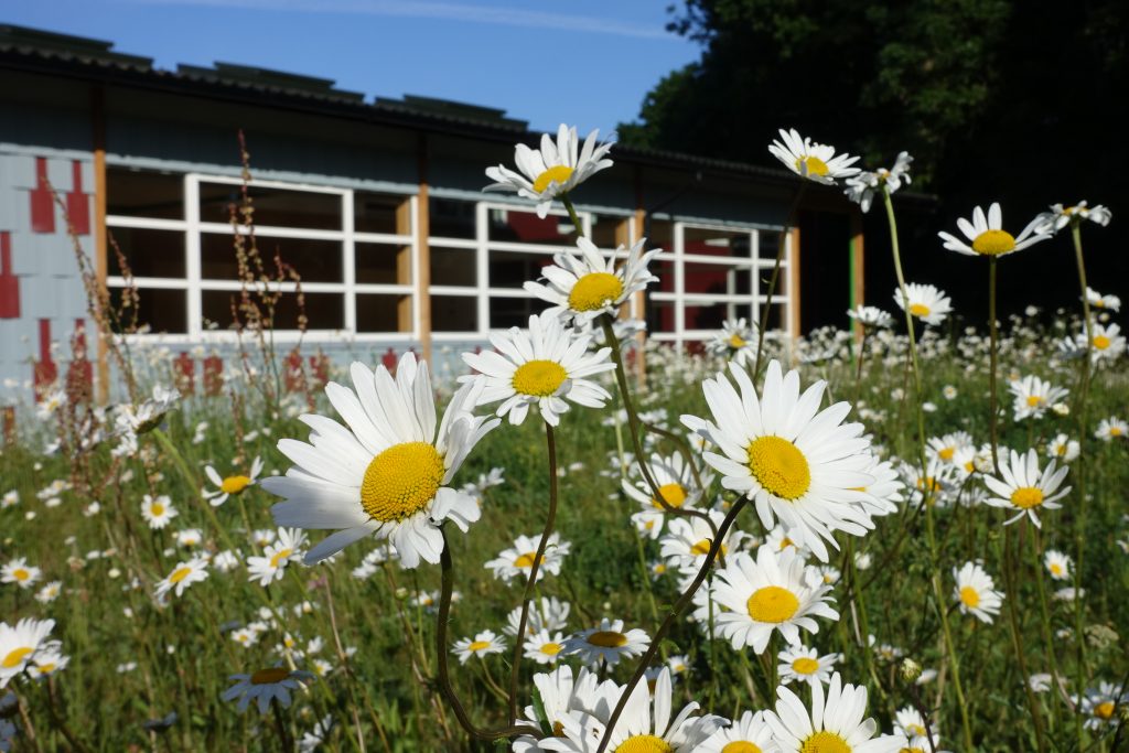 Kier Suite at Gamlingay Eco Hub with blooming daisies, ideal for outdoor events.