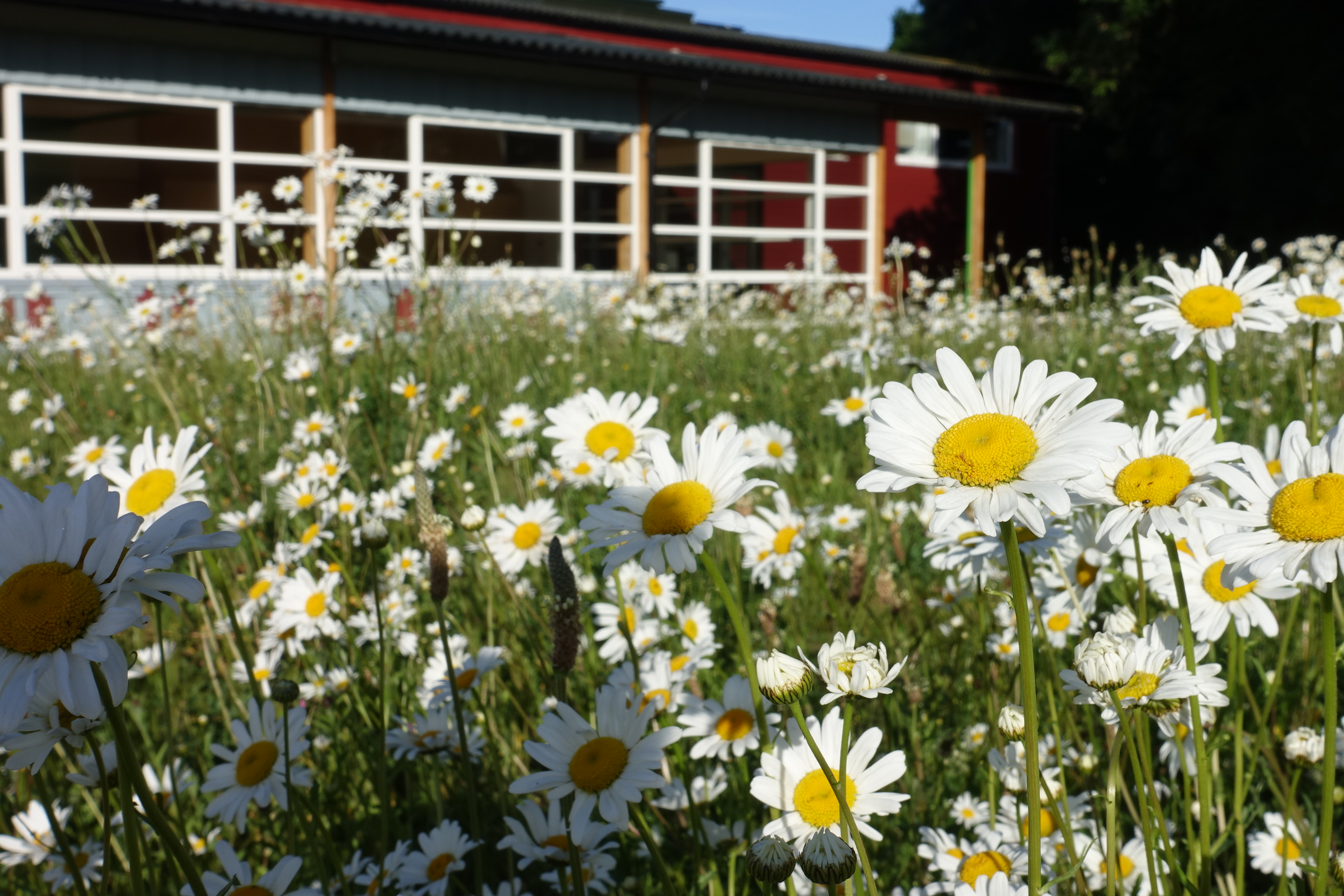Vibrant daisies at Gamlingay Eco Hub, perfect for outdoor weddings and retreats.