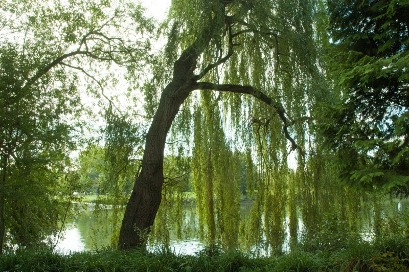 Serene lakeside venue with willow tree, perfect for weddings and outdoor events.