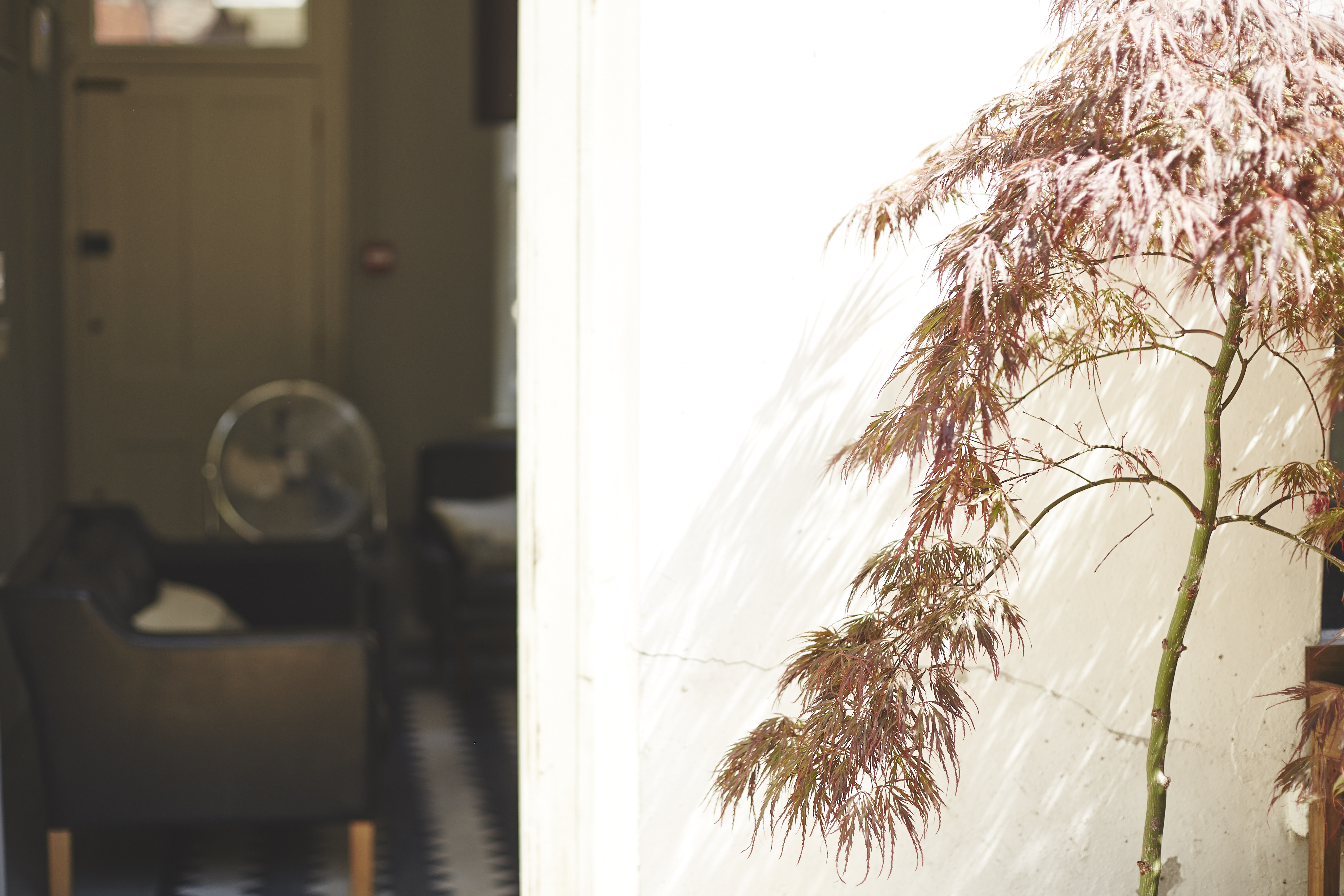 Serene event space with Japanese maple tree, ideal for intimate meetings and gatherings.