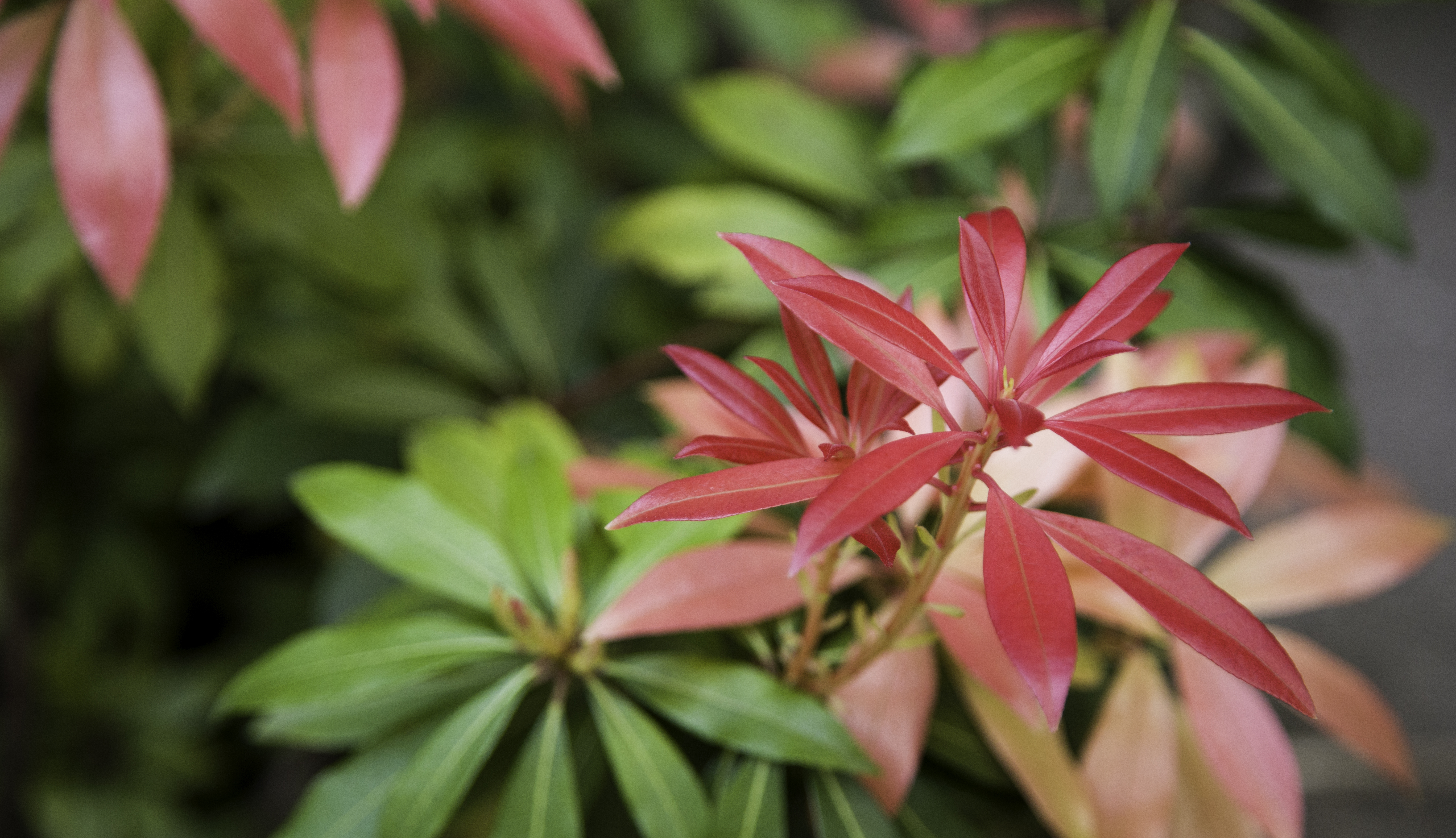 Weddings at Holiday Inn Kensington with vibrant foliage for a welcoming atmosphere.