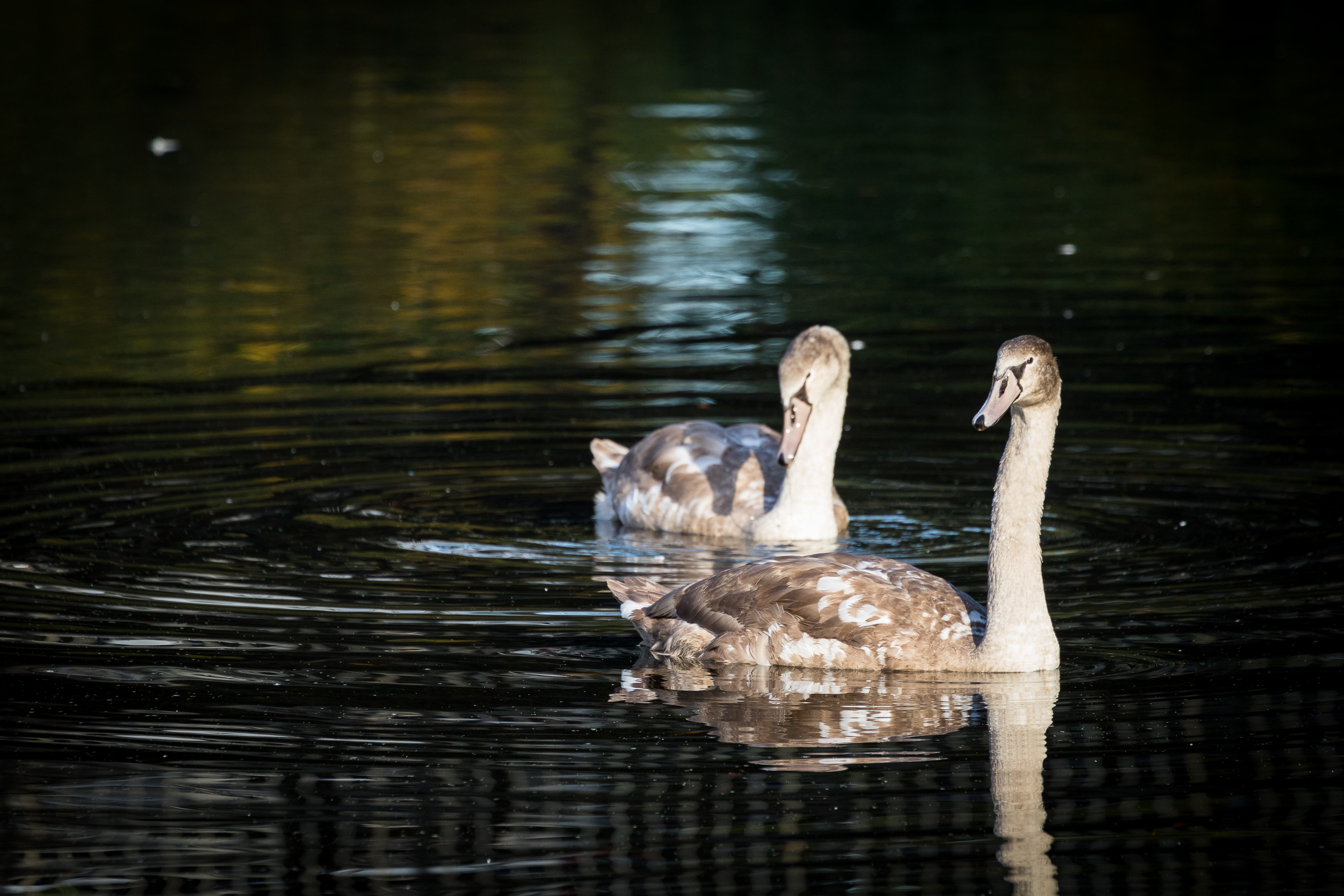 Swans gliding on water at Southgate Conference Center, perfect for outdoor events and retreats.