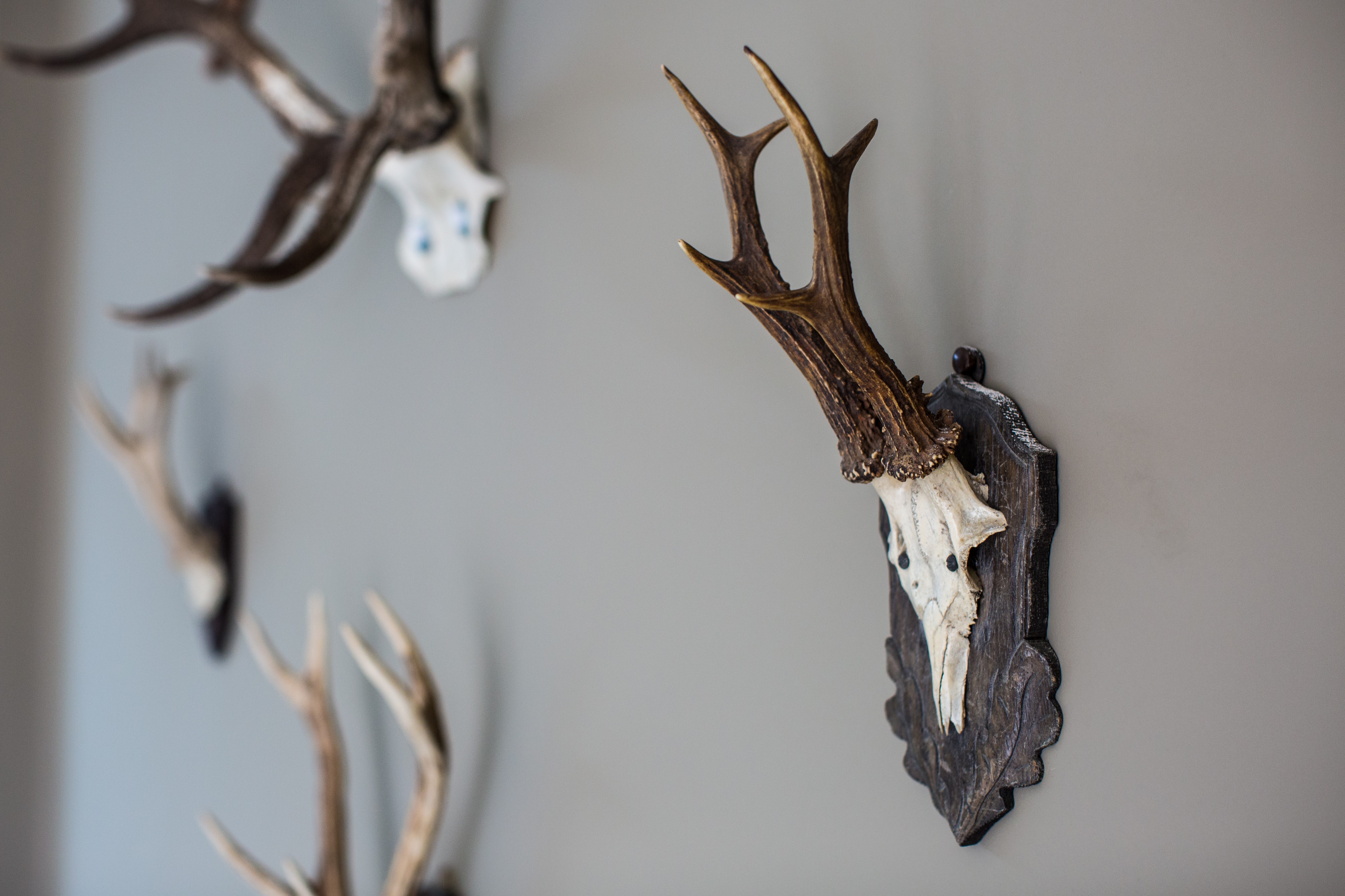 Rustic Turner Suite with mounted deer antlers, ideal for country-themed events.