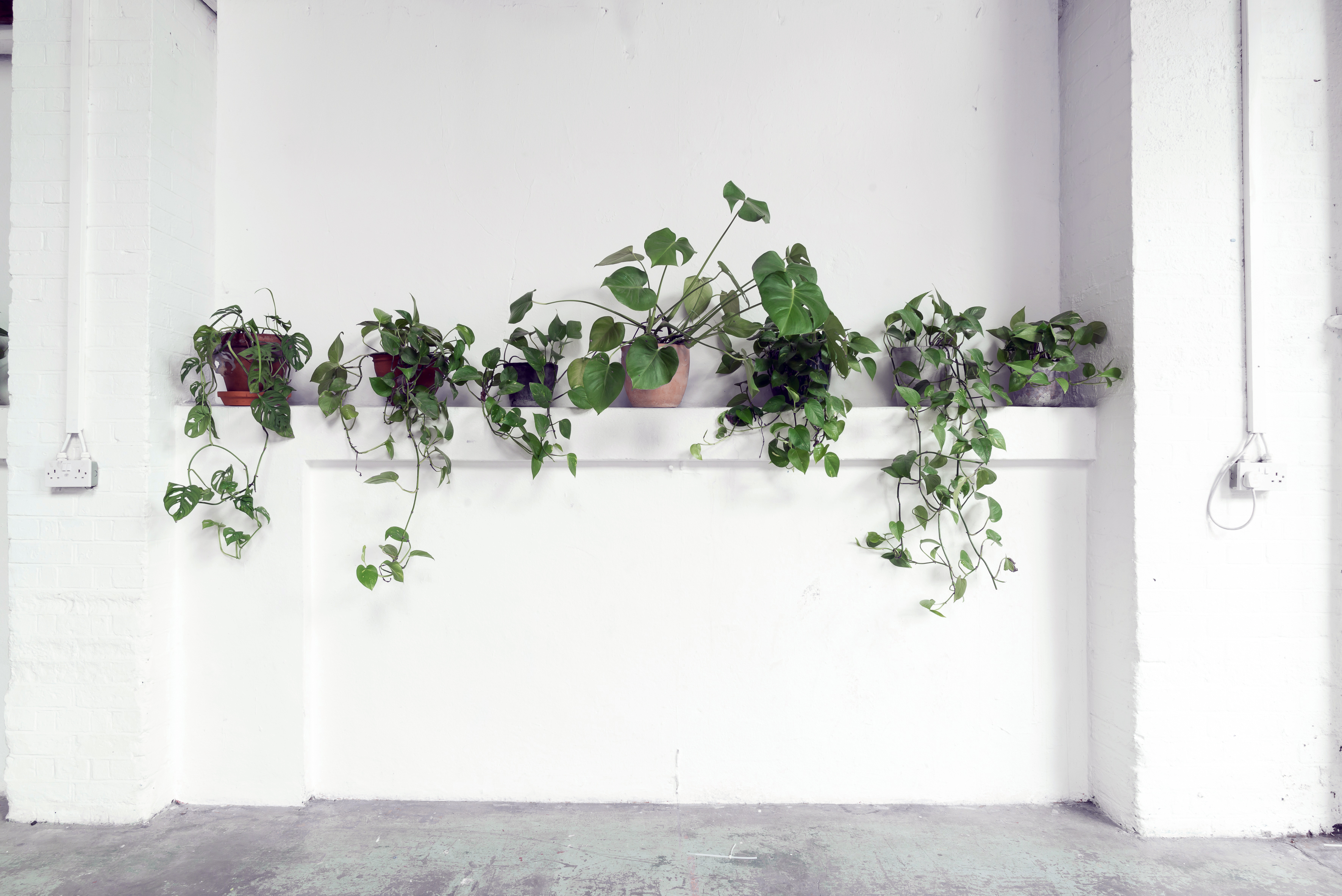 Minimalist wall with lush green plants, ideal for workshops and networking events.