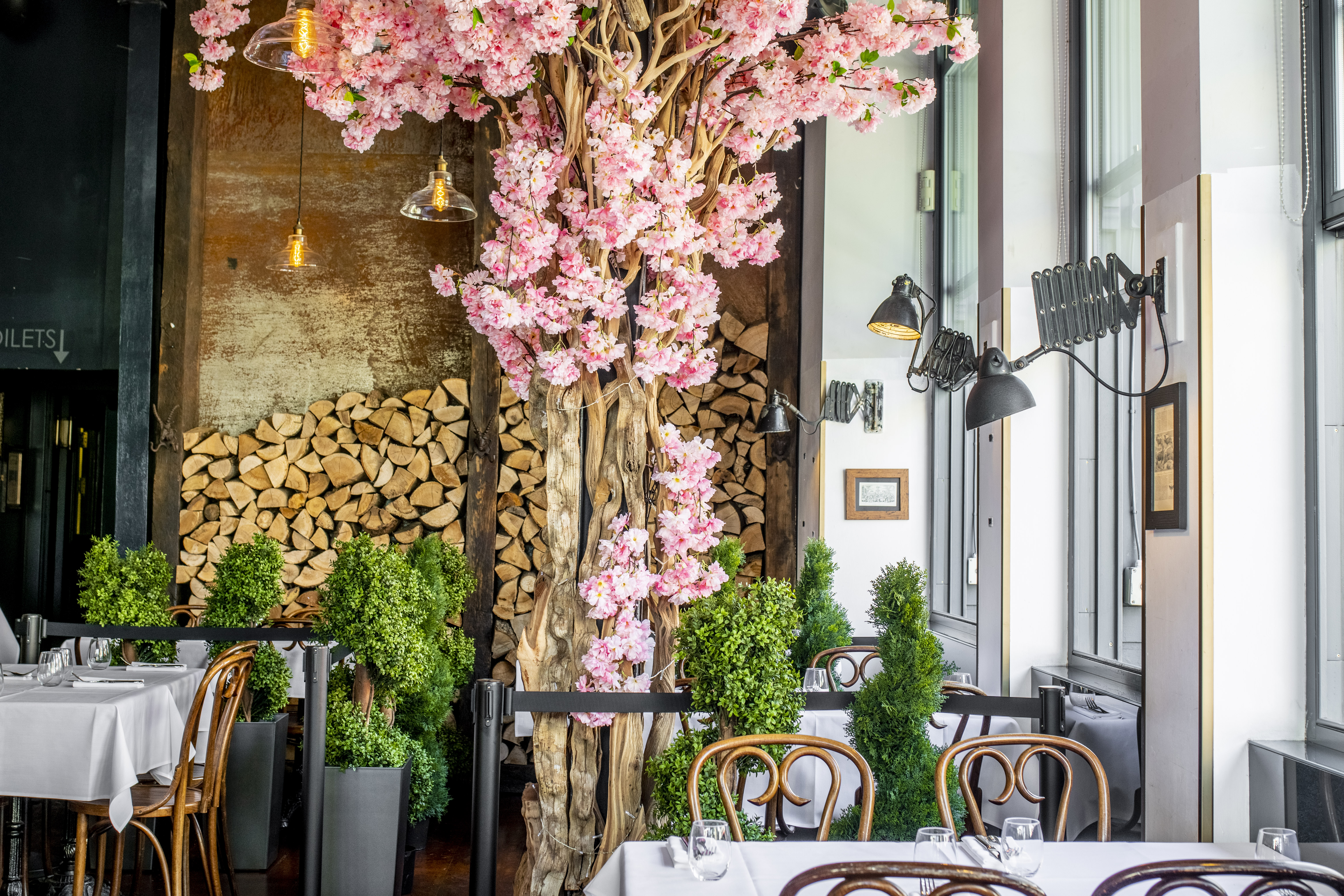 The Goat Cheslea - blecxl5mnkd.jpg