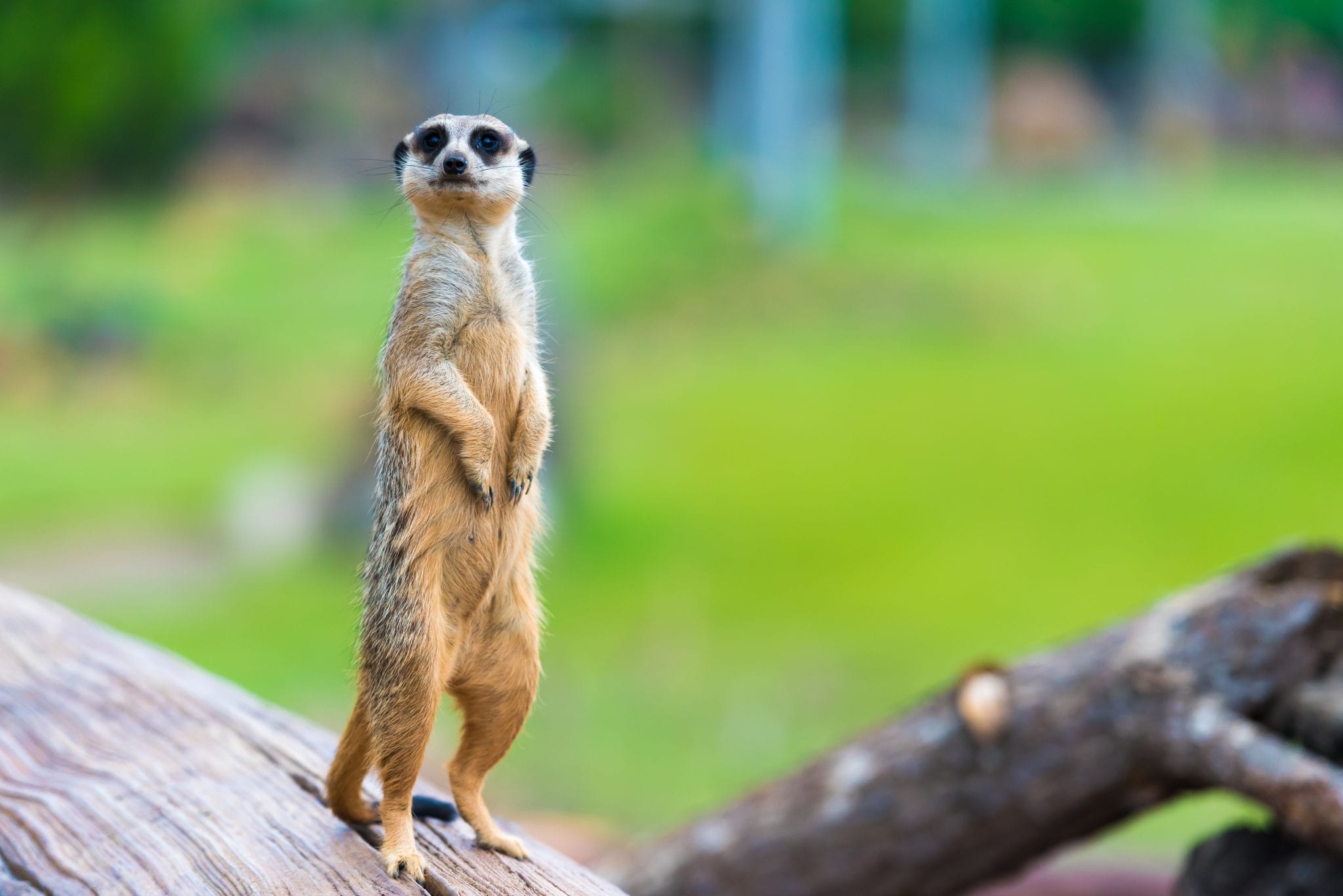 Meerkat alert in Secret Garden Event Space, symbolizing vigilance for events and meetings.