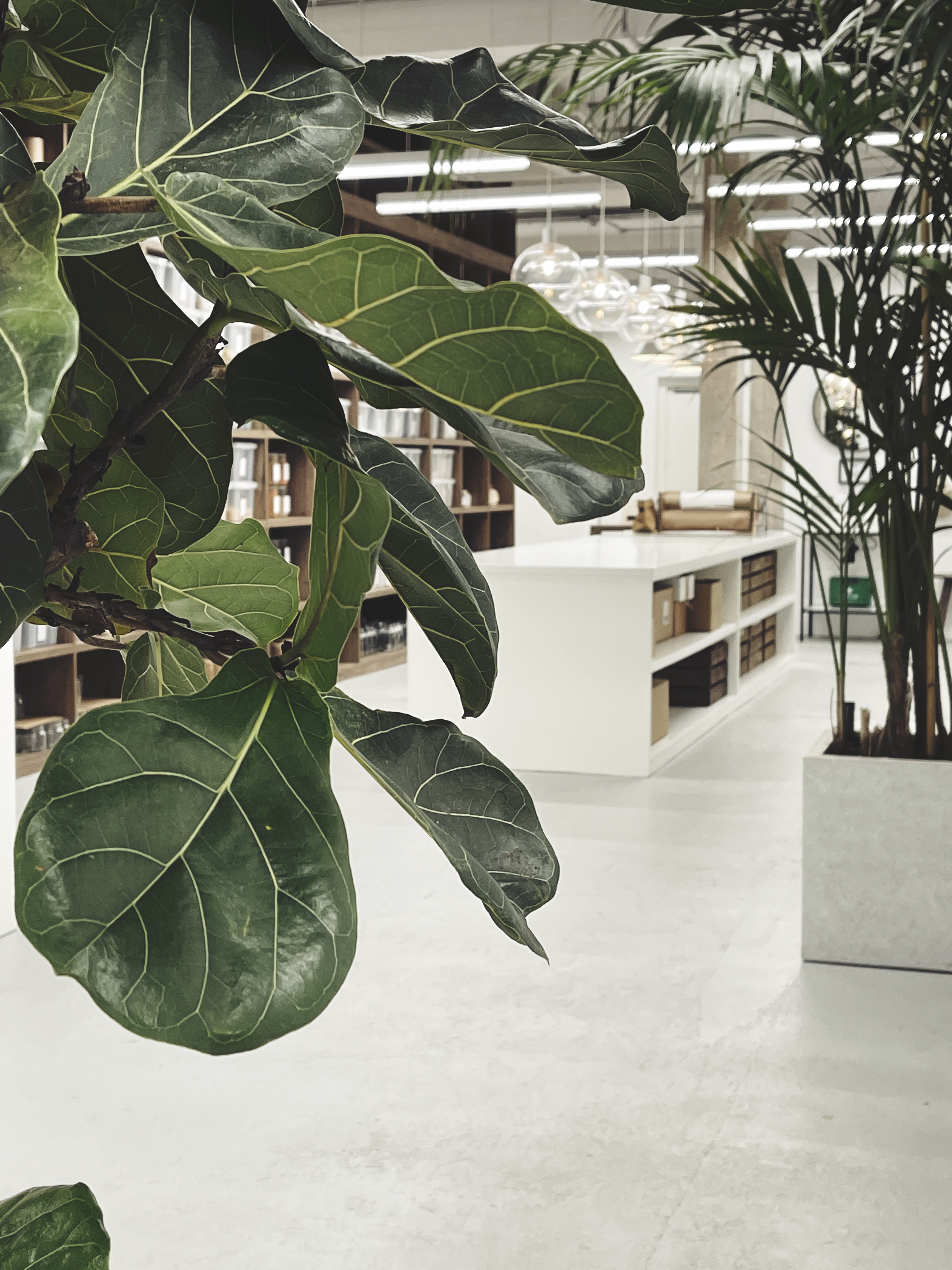 Studio - svirhftphvk.jpg