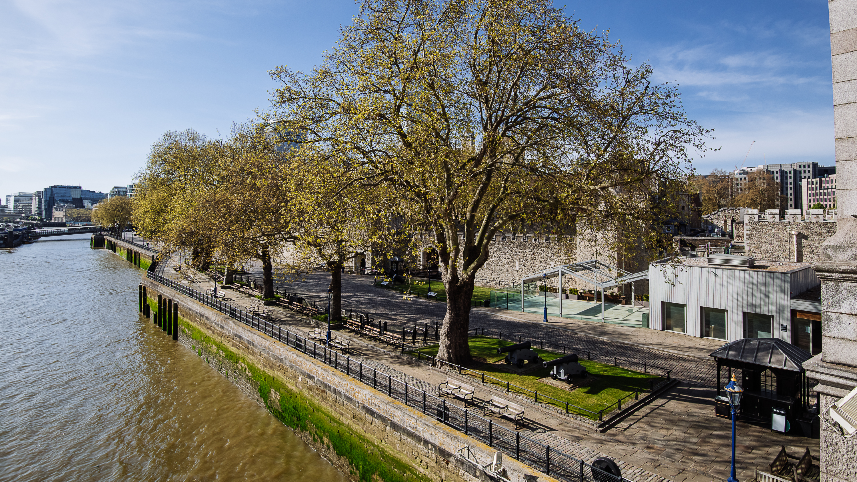 The Reveller - solsumtmi3r.jpg