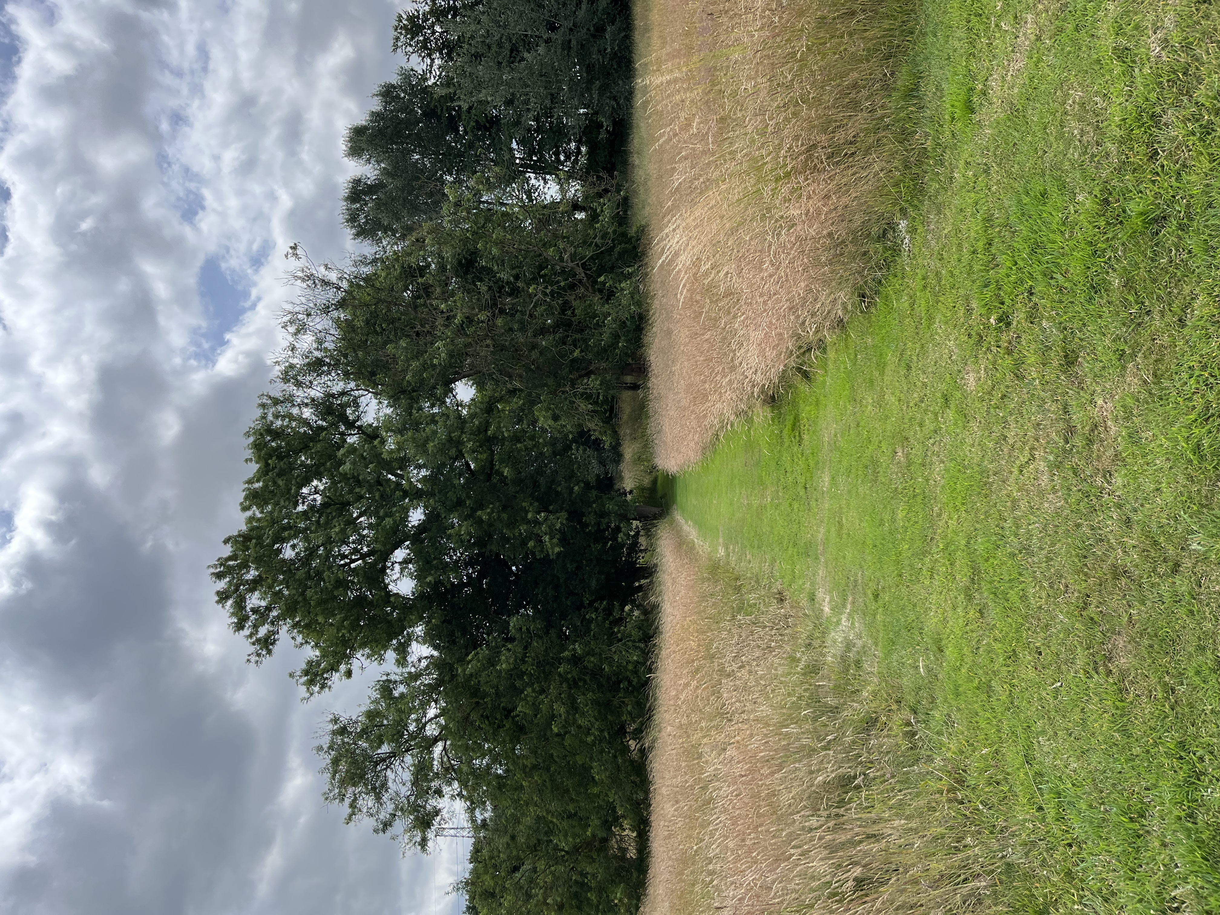 Serene pathway through tall grass at Church Farm Estate, ideal for outdoor events and retreats.