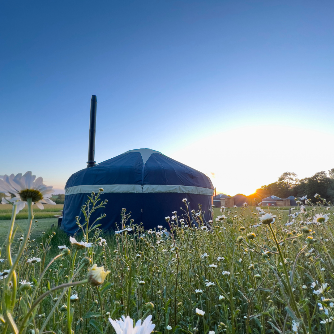 Yurt in Wild Meadow, Raynham, surrounded by wildflowers for unique retreats and meetings.