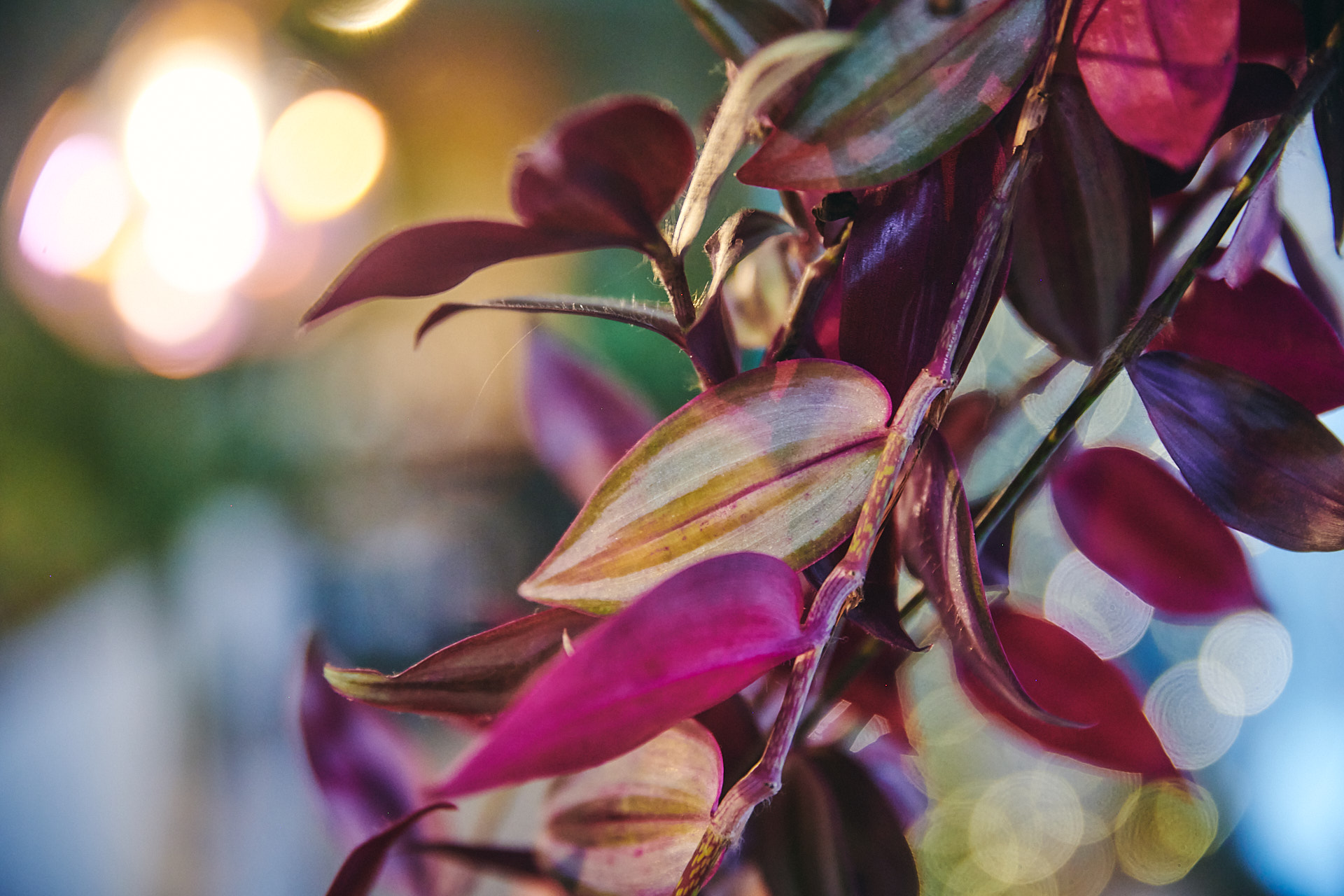 Vibrant foliage arrangement for elegant event venue hire at Diogenes the Dog.