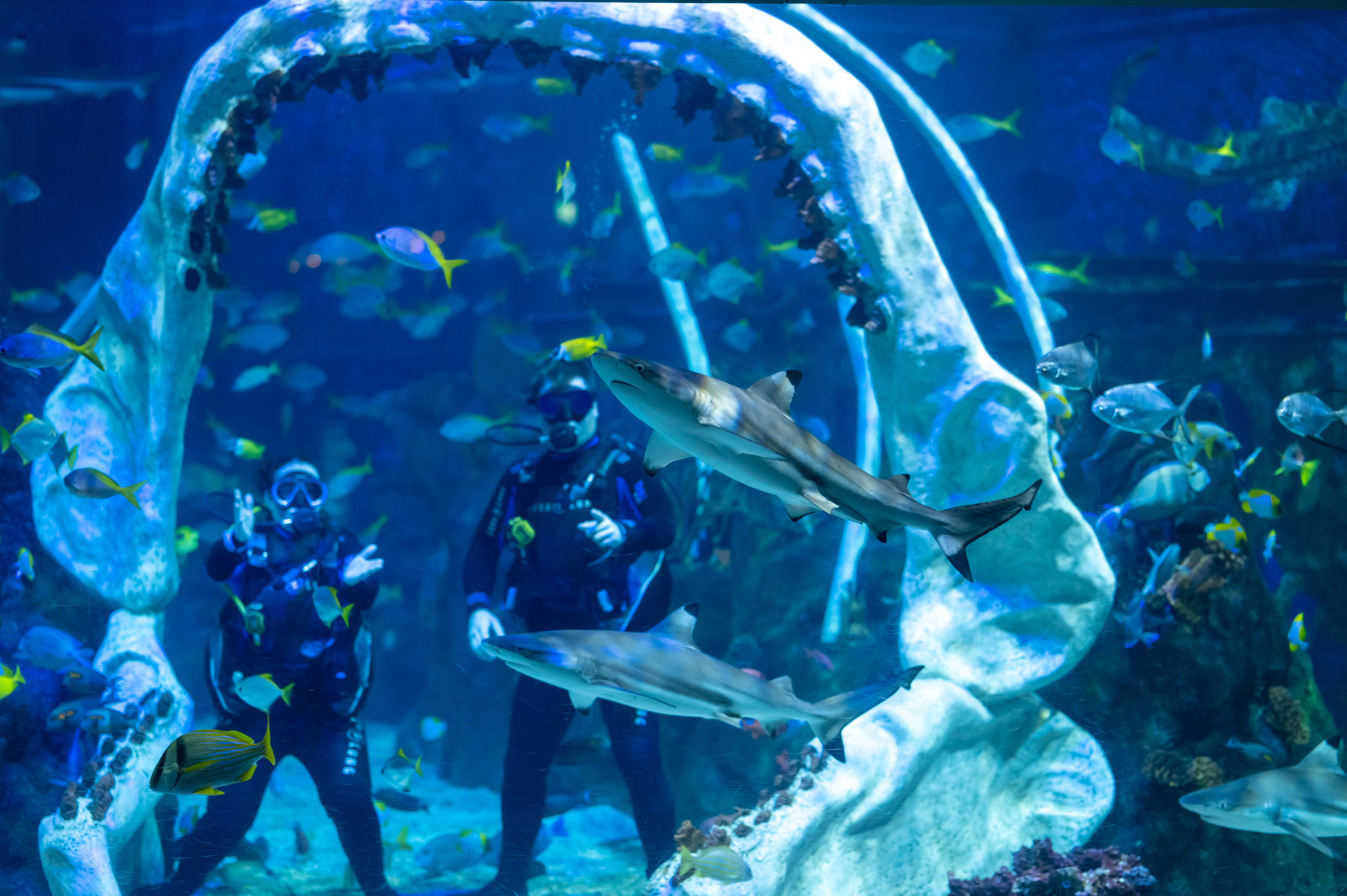 The Bear Grylls Adventure - 34gybuftvjc.jpg