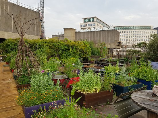 Queen Elizabeth Hall Roof Garden with vibrant greenery, ideal for outdoor events and gatherings.
