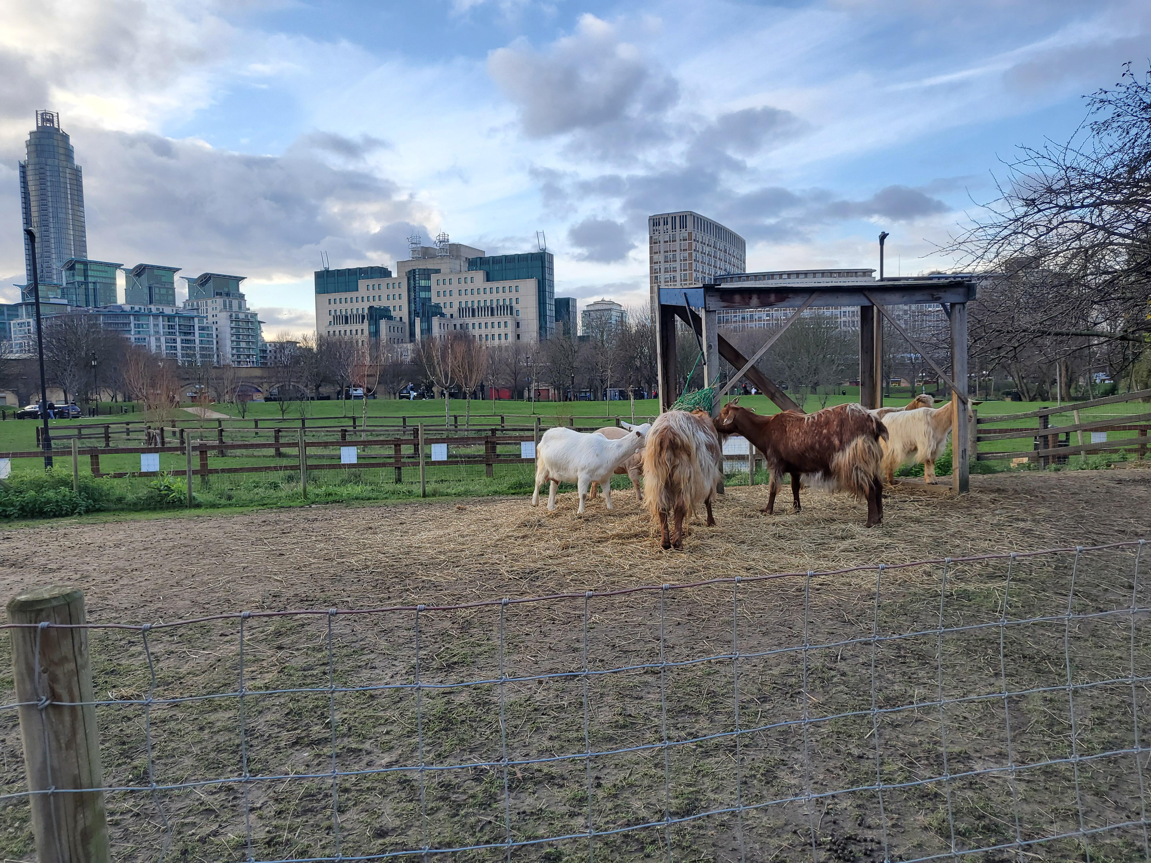 Vauxhall City Farm: rustic venue with animals, ideal for team-building events in urban setting.