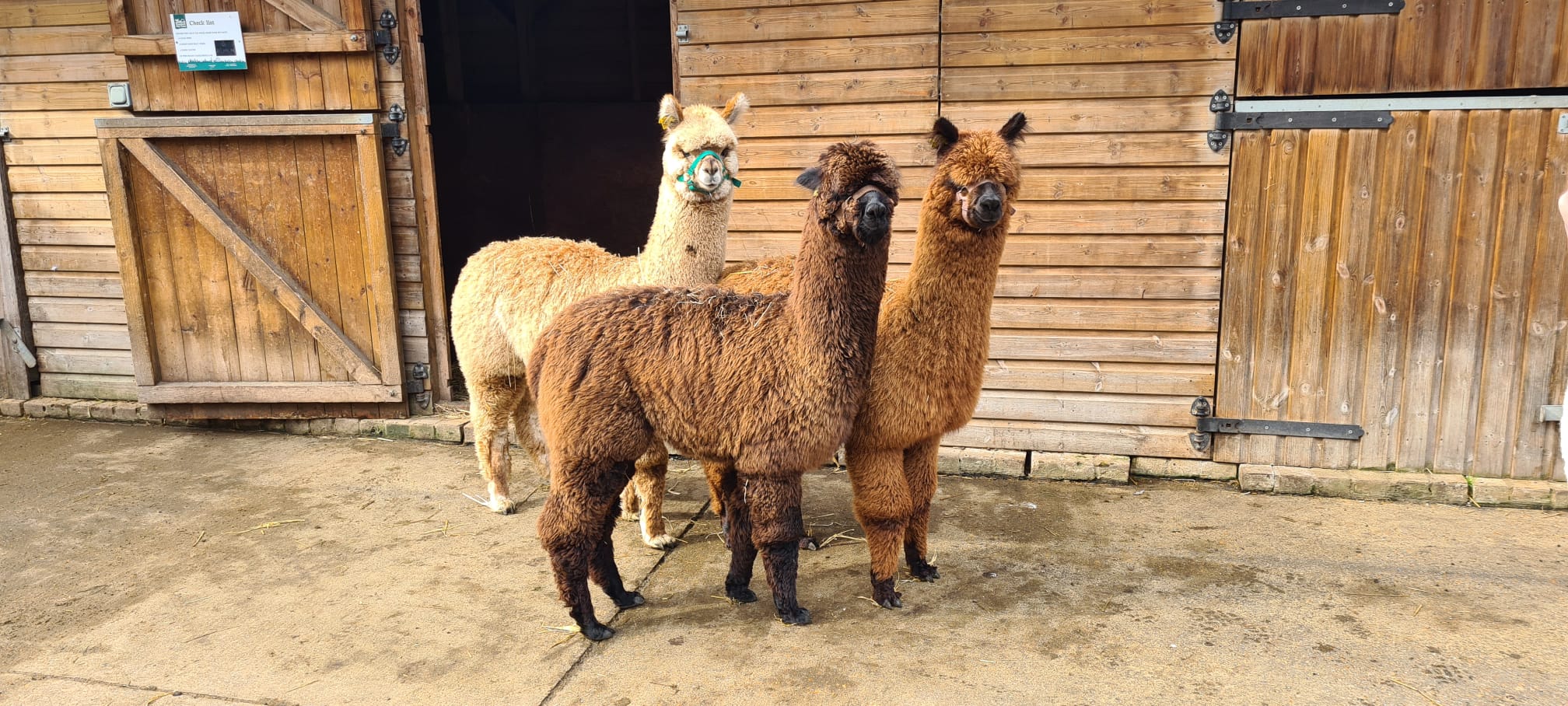 Llamas at Vauxhall City Farm for team-building events and retreats.
