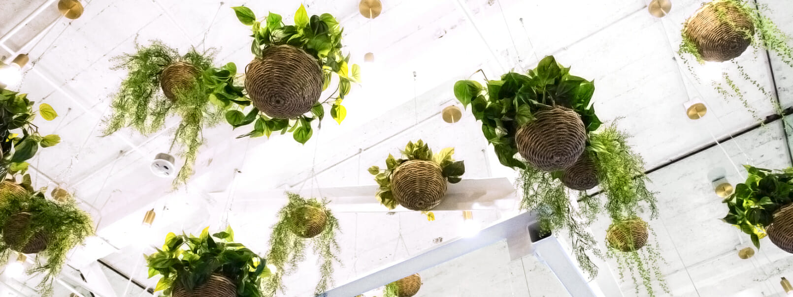 "Union Square Bluestone Lane ceiling with hanging planters for vibrant events and gatherings."
