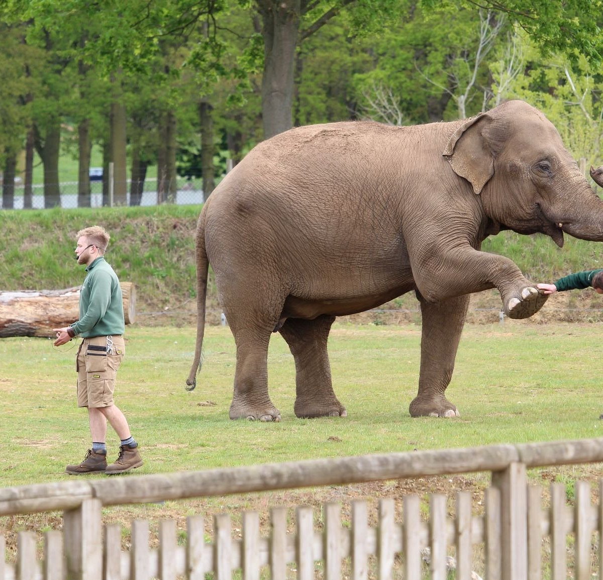 "Elephant trainer interaction at Deer Park Tour & Dinner, unique corporate event setting."
