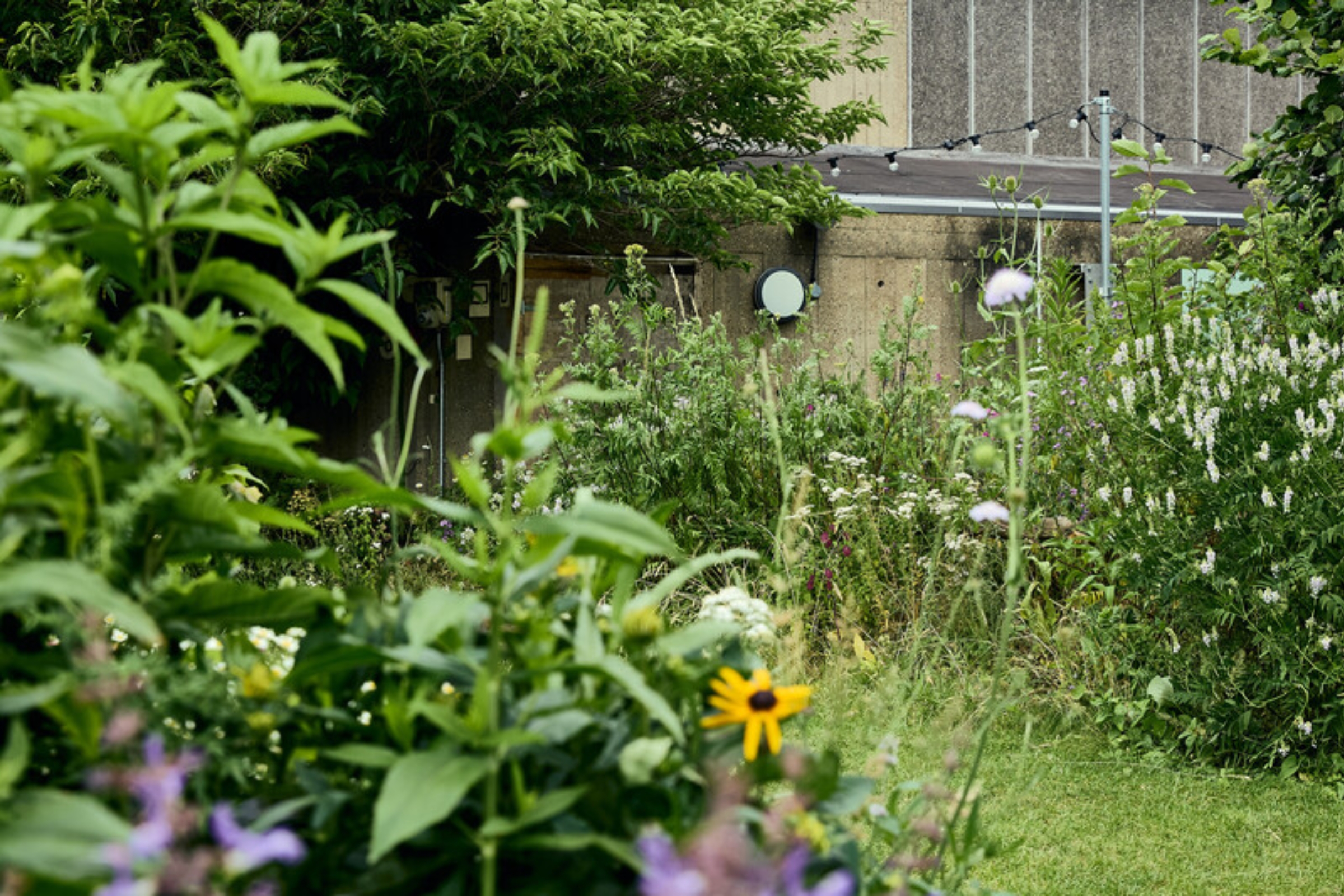 Queen Elizabeth Hall Roof Garden, lush greenery for outdoor events and gatherings.