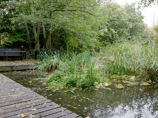 Pond in Camley Street Natural Park, ideal for team-building events and meetings.