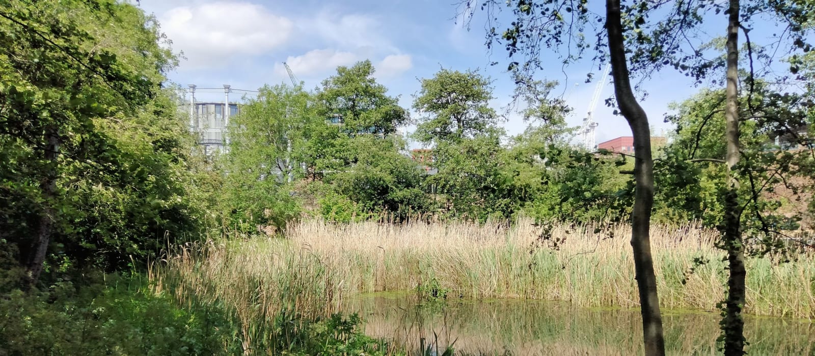 Meadow at Camley Street Natural Park, lush greenery for nature retreats and workshops.