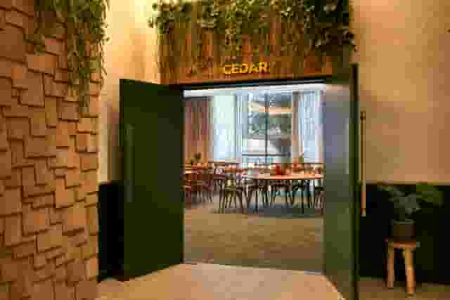 Cedar