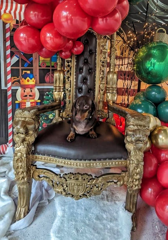 Whimsical holiday throne with gold detailing at The Cuddle Club for festive events.