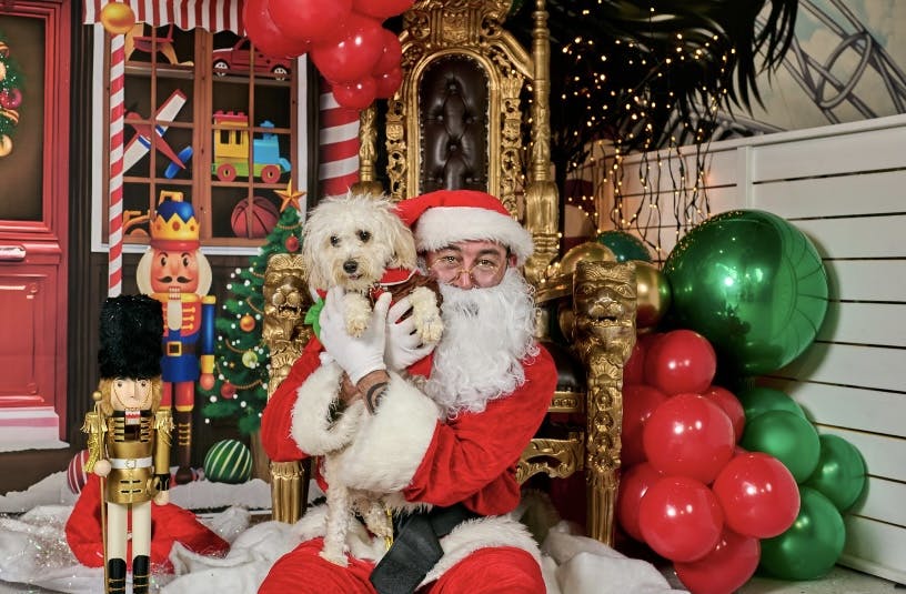 Santa Claus on a golden throne with a dog in a festive holiday setup at The Cuddle Club.
