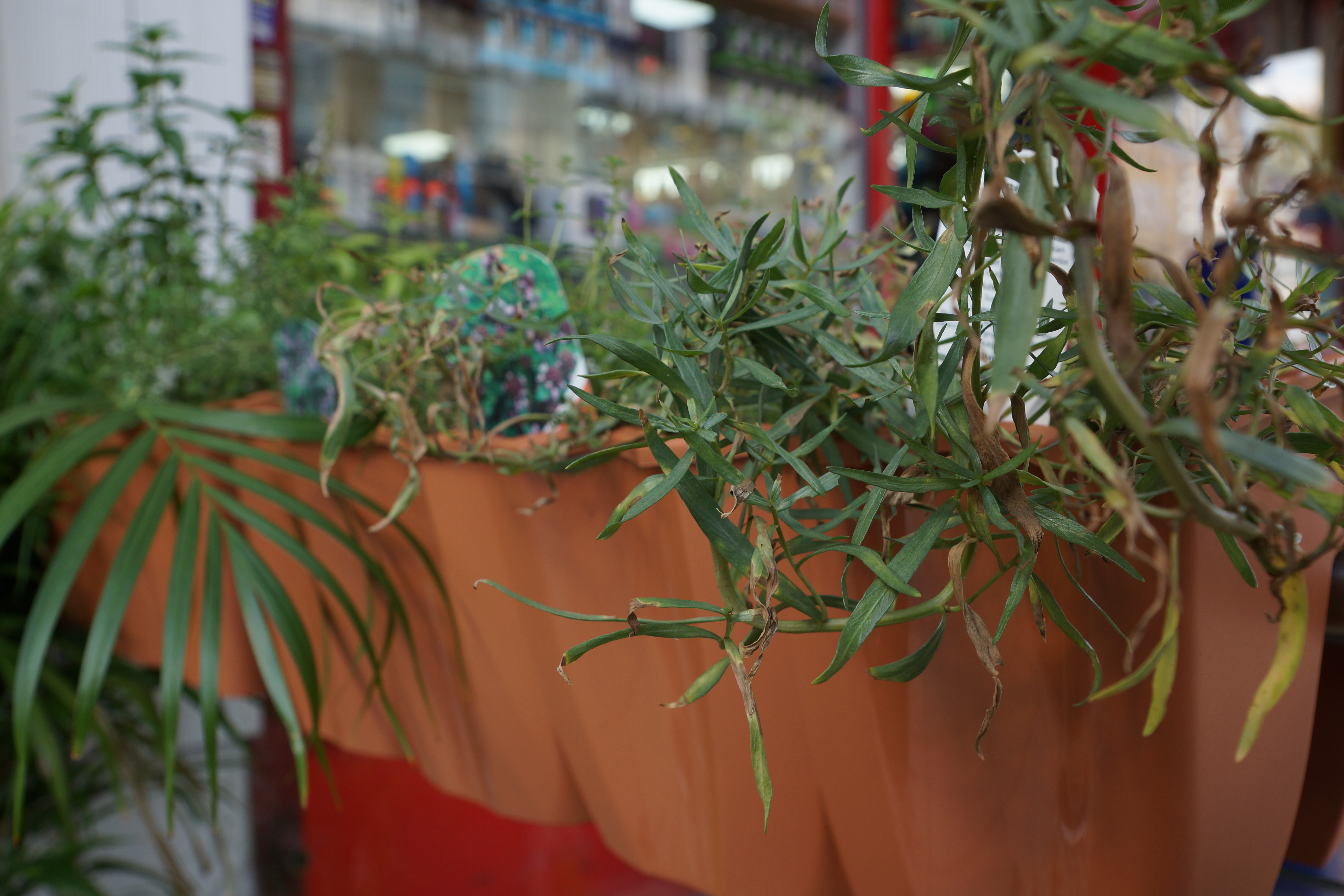 Vibrant greenery in Koka Restaurant, perfect for events and enhancing ambiance.