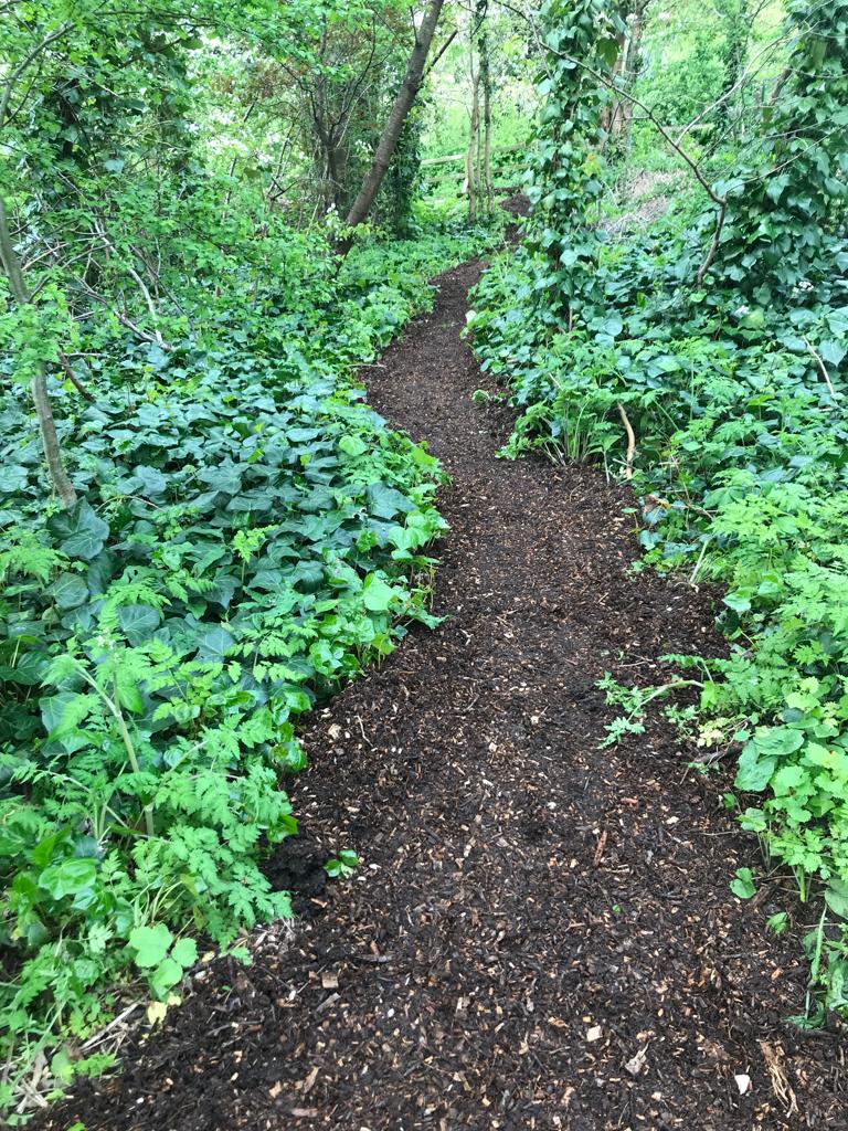Lush path in Woodpecker Hollow, perfect for outdoor meetings and team-building retreats.