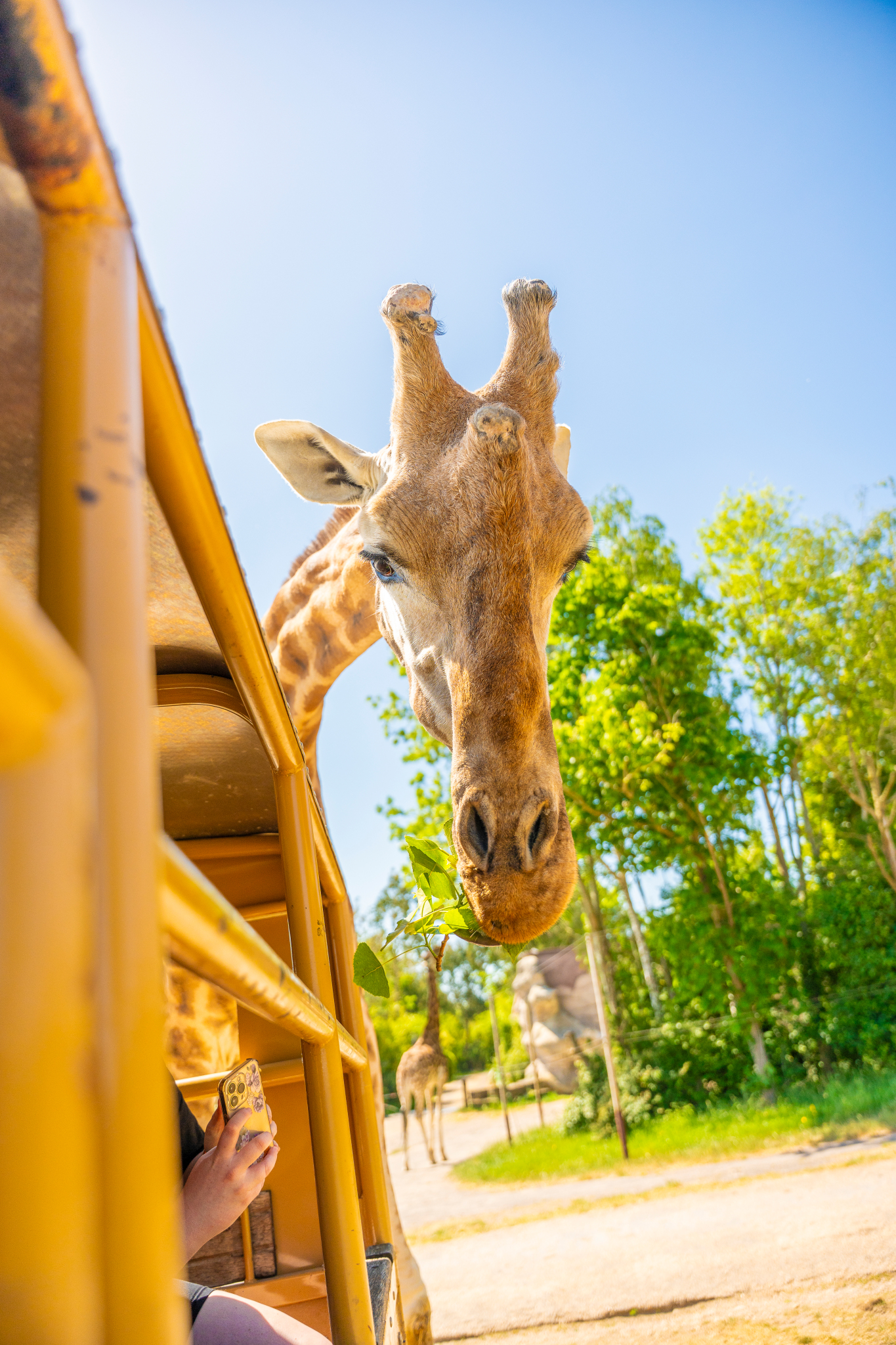 Giraffe interacting with guests at Exclusive Park Hire, Chessington wildlife event venue.