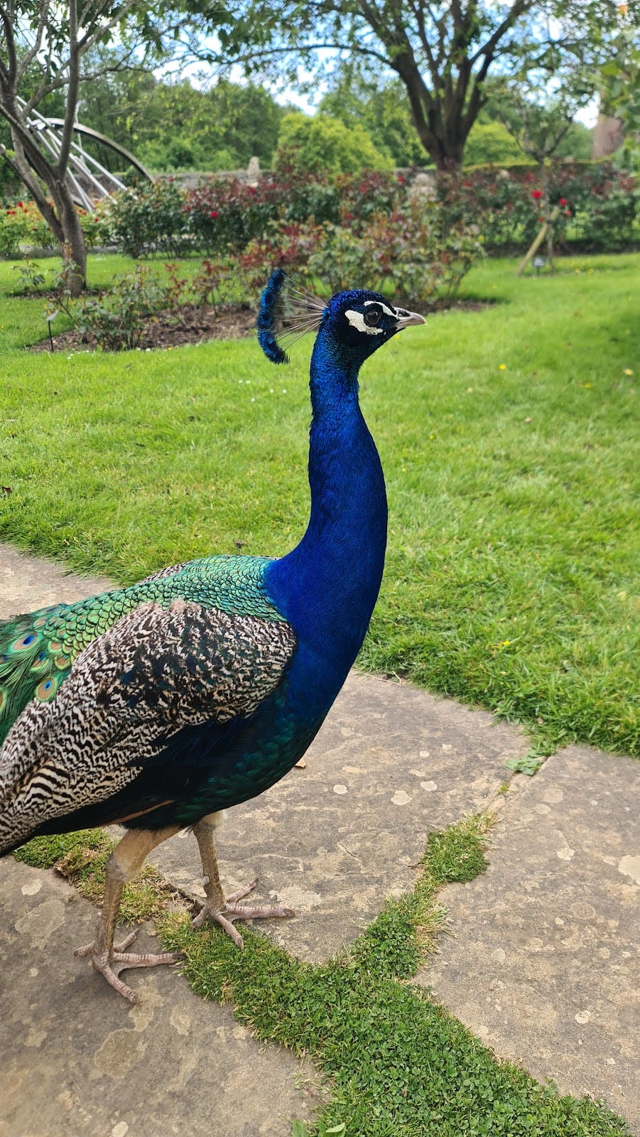 Herstmonceux Castle - >Cristian Leonte</a>