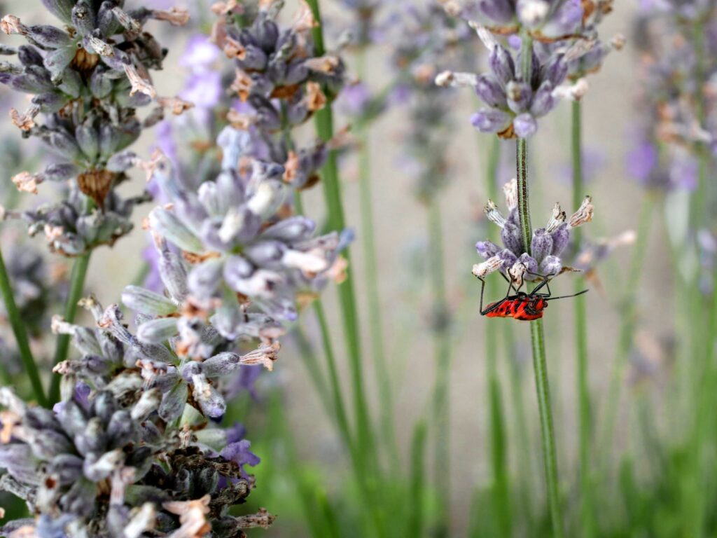 The Nursery - Babylon Eco Centre