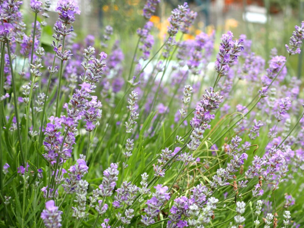 The Nursery - Babylon Eco Centre