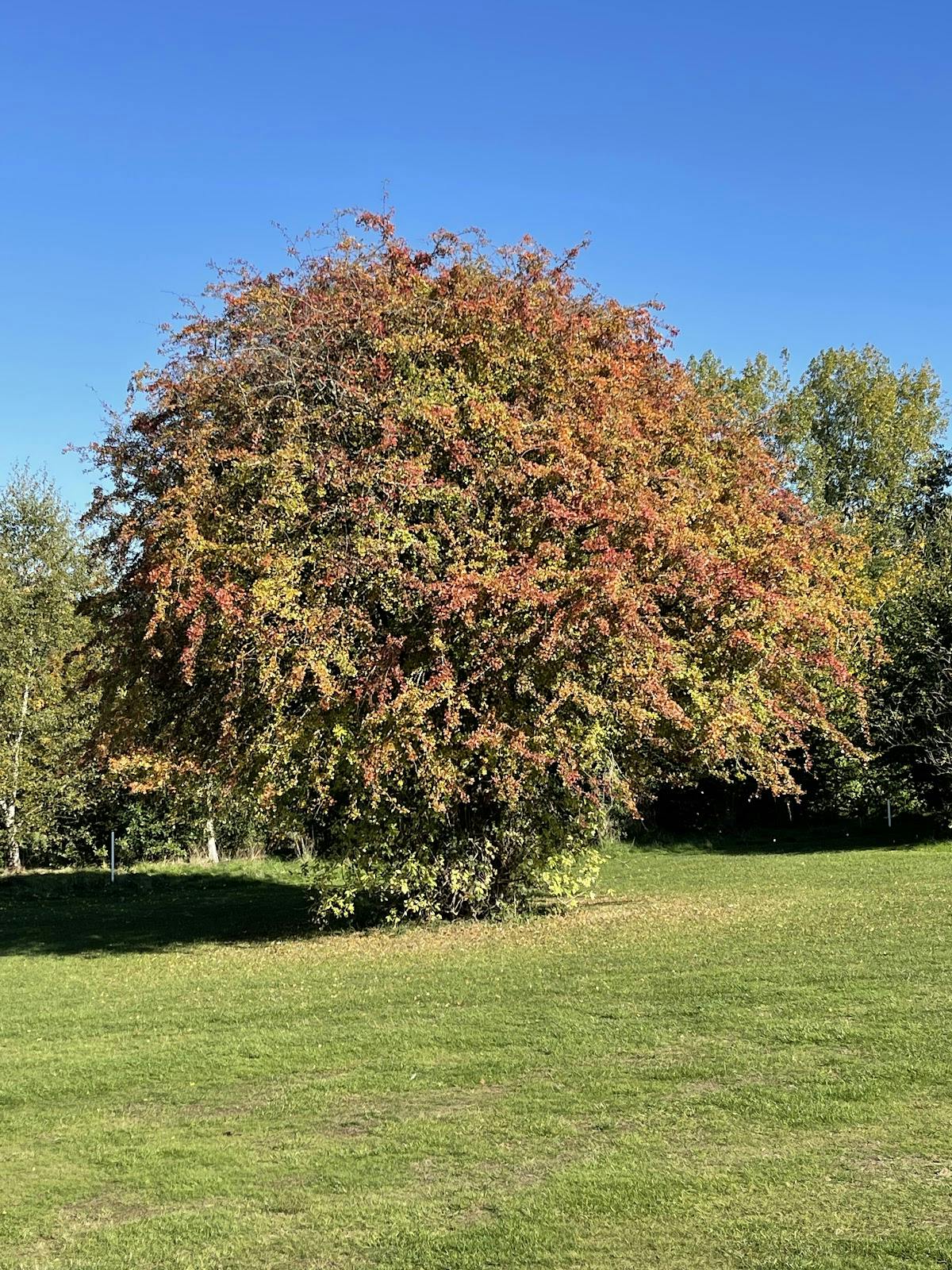 High Elms Golf Course - >dave chamberlain</a>