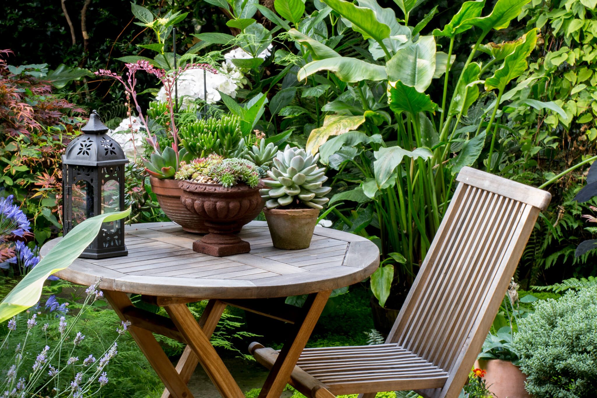 Top Plants for Patios (In Pictures) | BBC Gardeners World Magazine